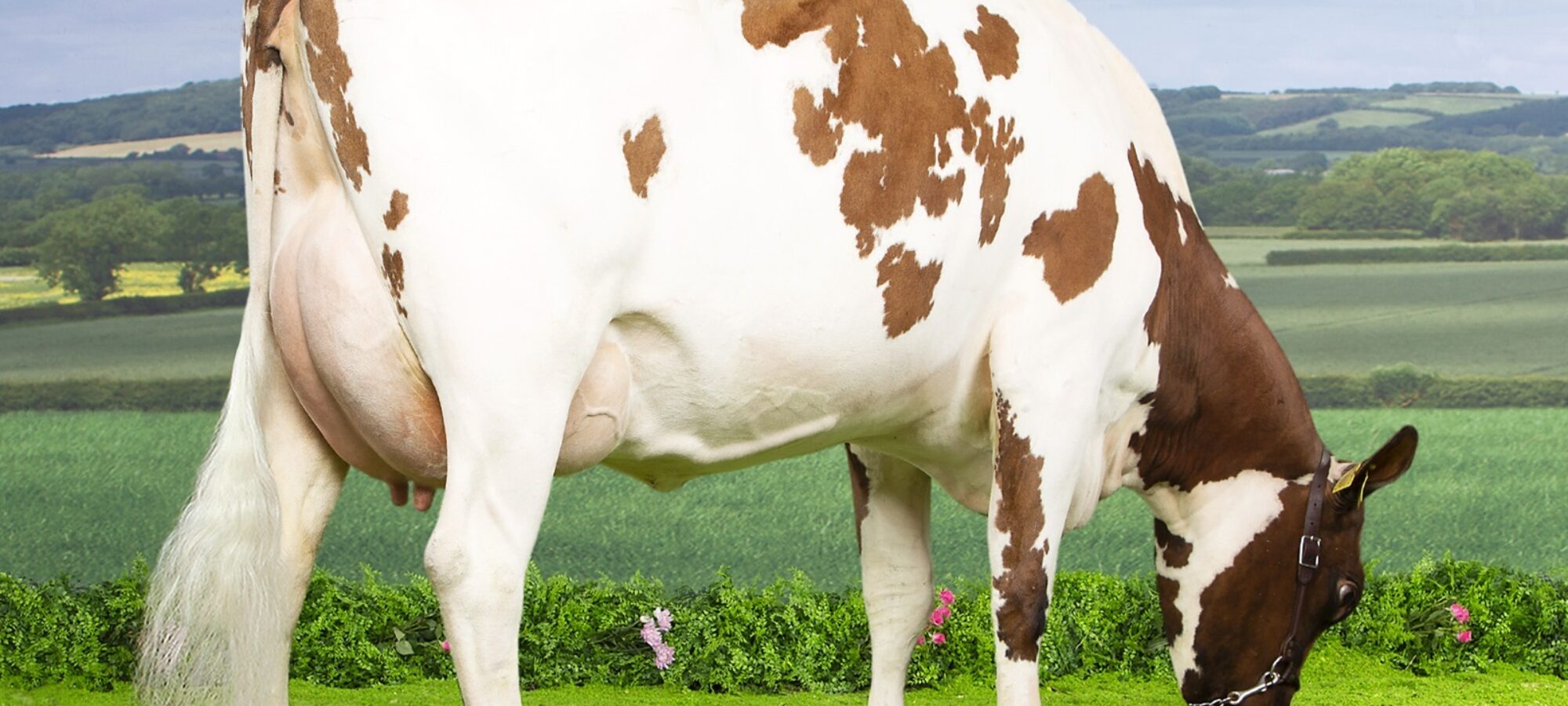 Grove Rosie 30 - sired by Rosehill Manderville
