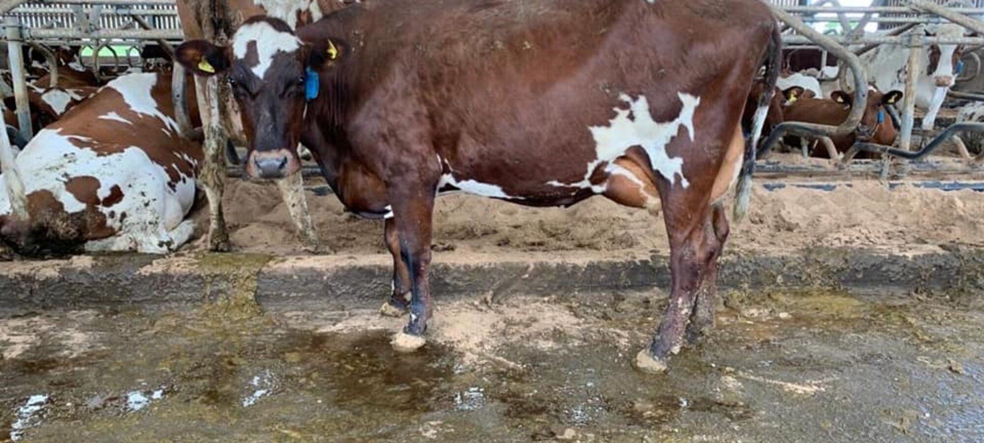 A daughter of Beeline Santa Rock in the Beeline herd