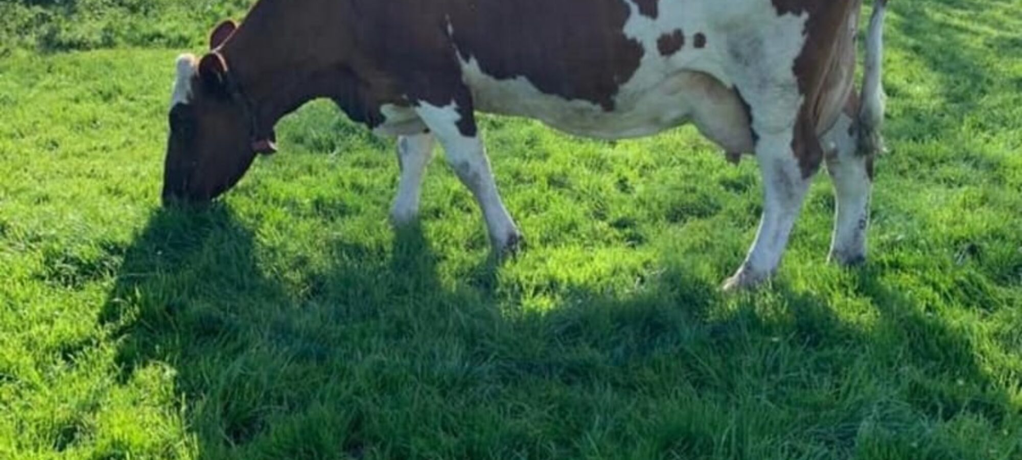 Tontine Napier Nomad EX93, sired by Ardmore Crown Napier