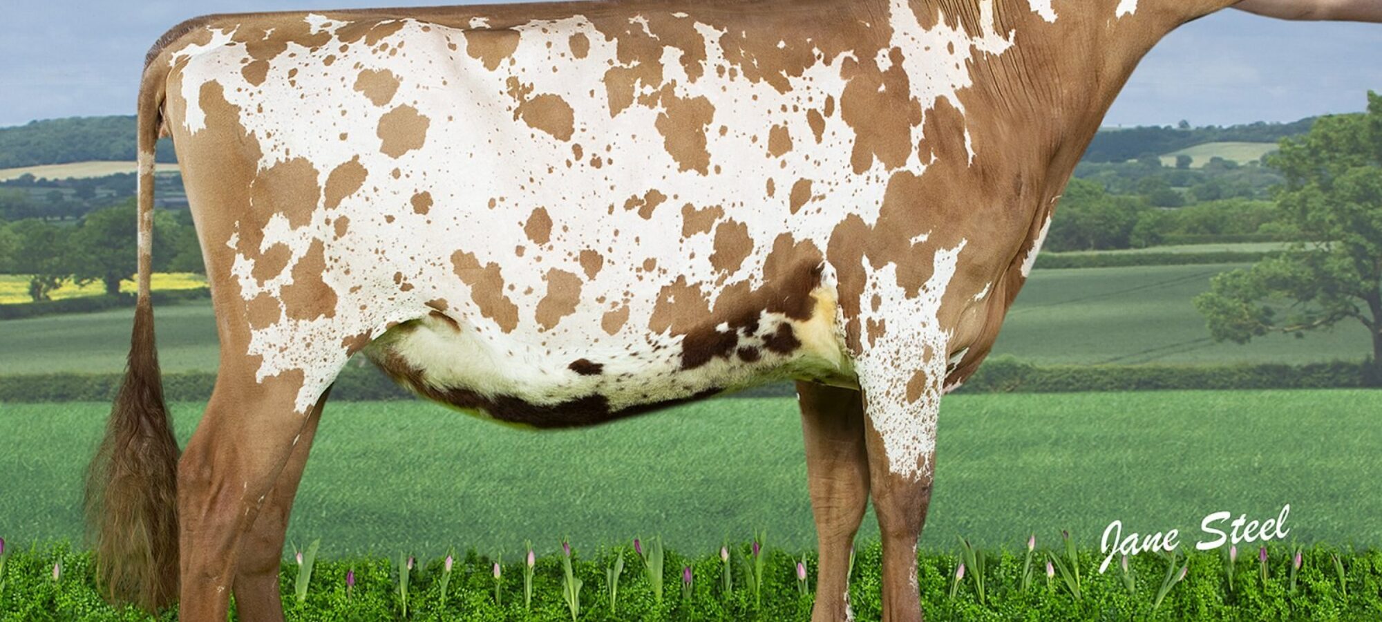 Knowe B-King Dainty Lass 2