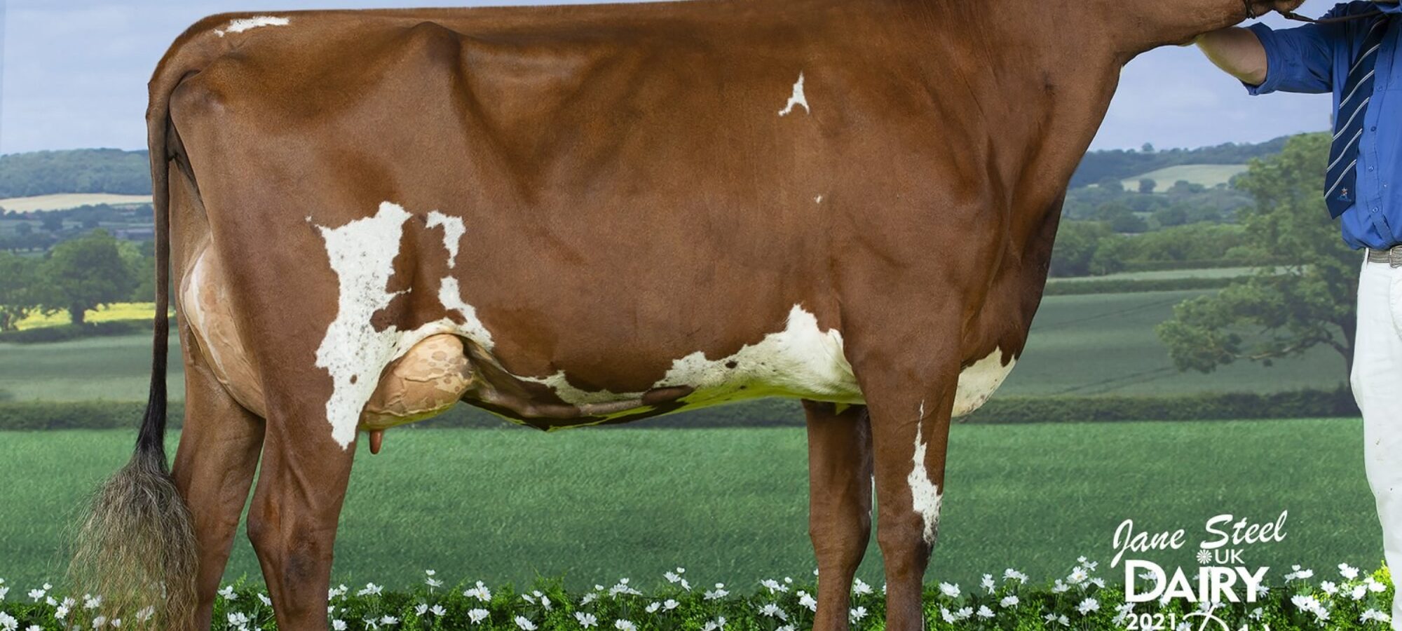 Champion - Heydale Wingman Bronara