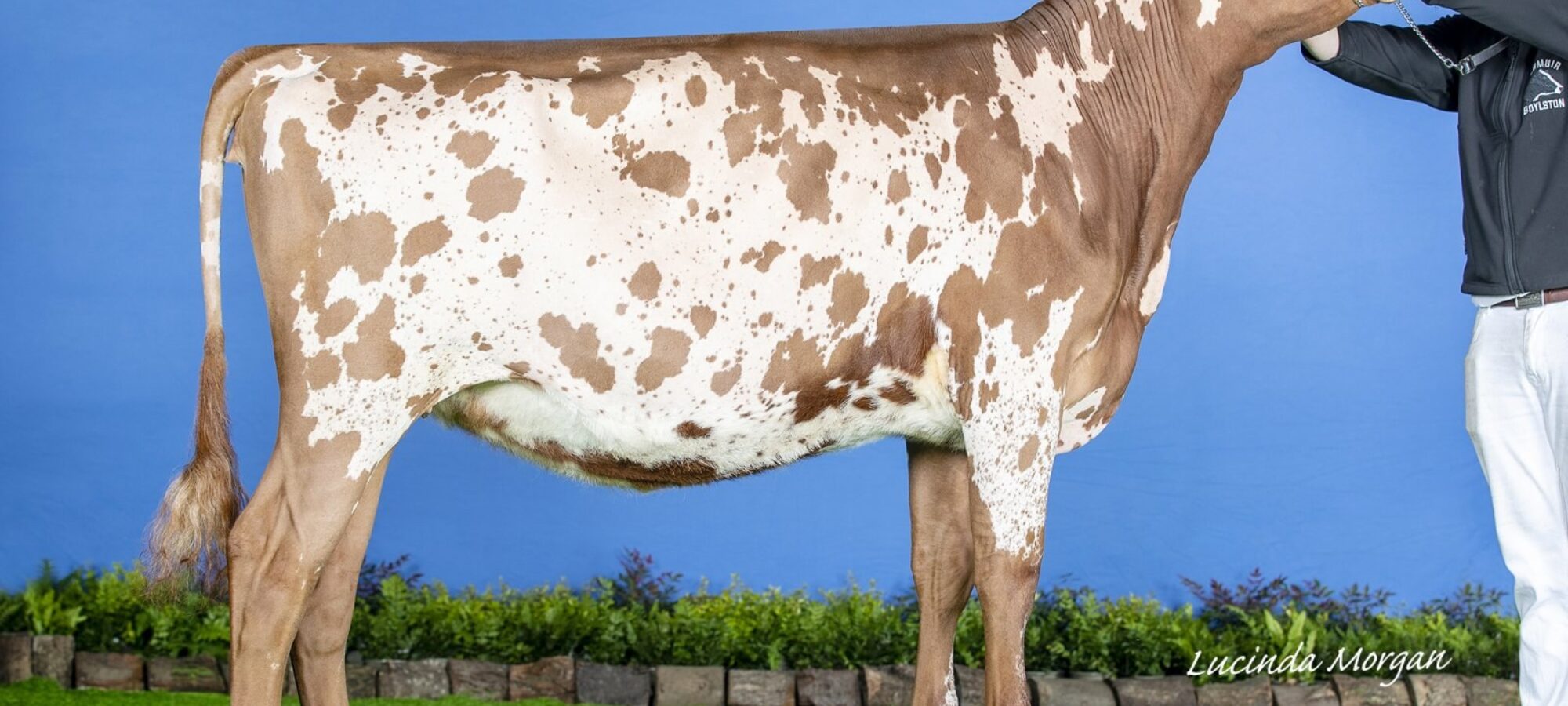 Champion - Knowe B-King Dainty Lass 2