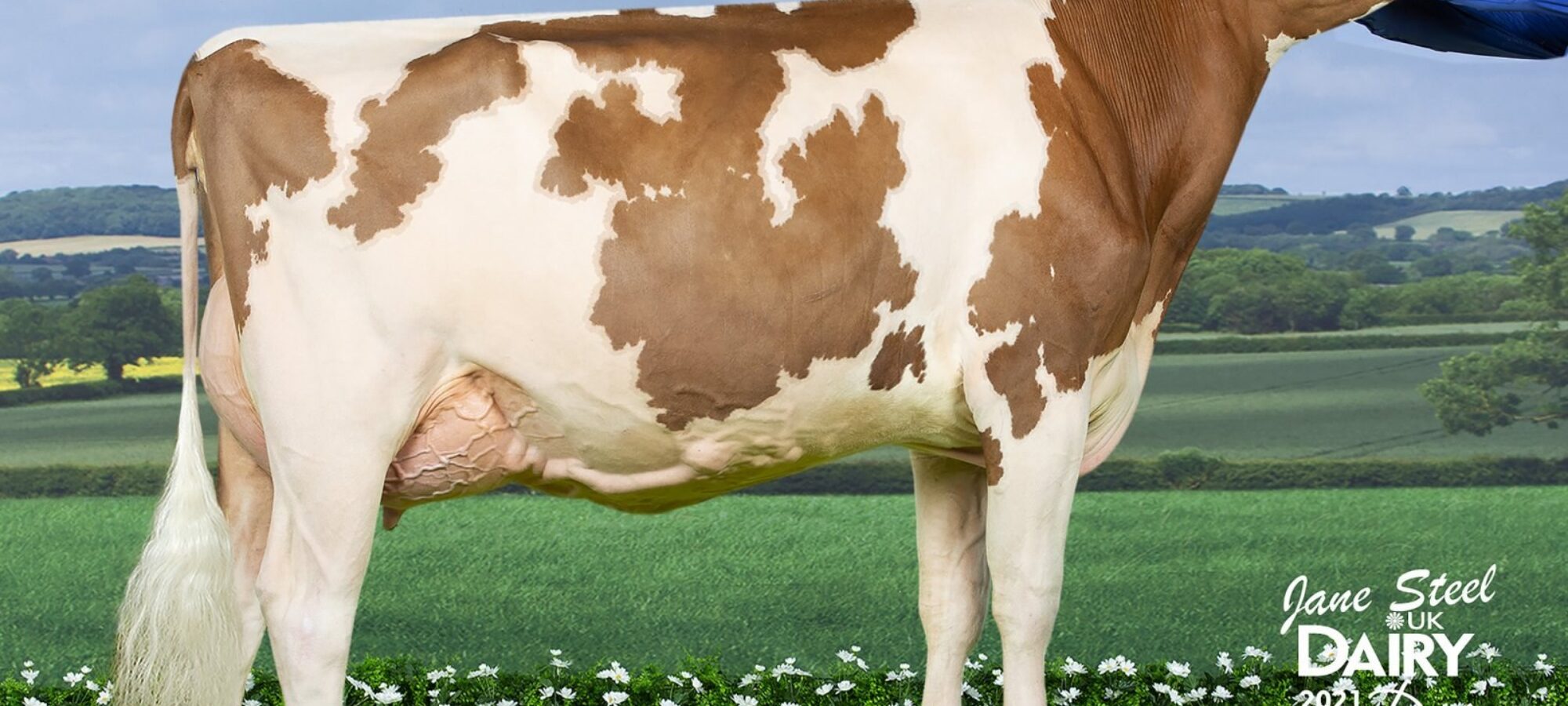 Champion - Whiteflat Jordy Lizzie Red