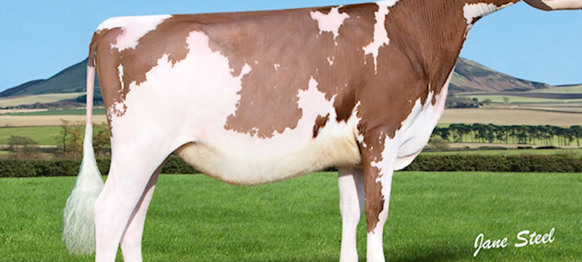 Cuthill Towers Buster Rae - Sired by Cuthill Towers Buster