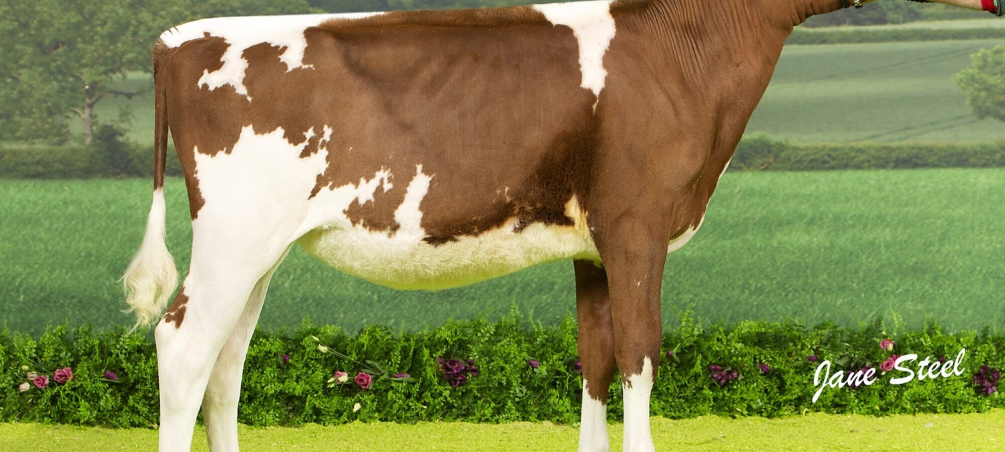 Halmyre Urr Blossom - Sired by Swaites Dermott , Reserve Junior Champion at the UK Dairy Expo 2020