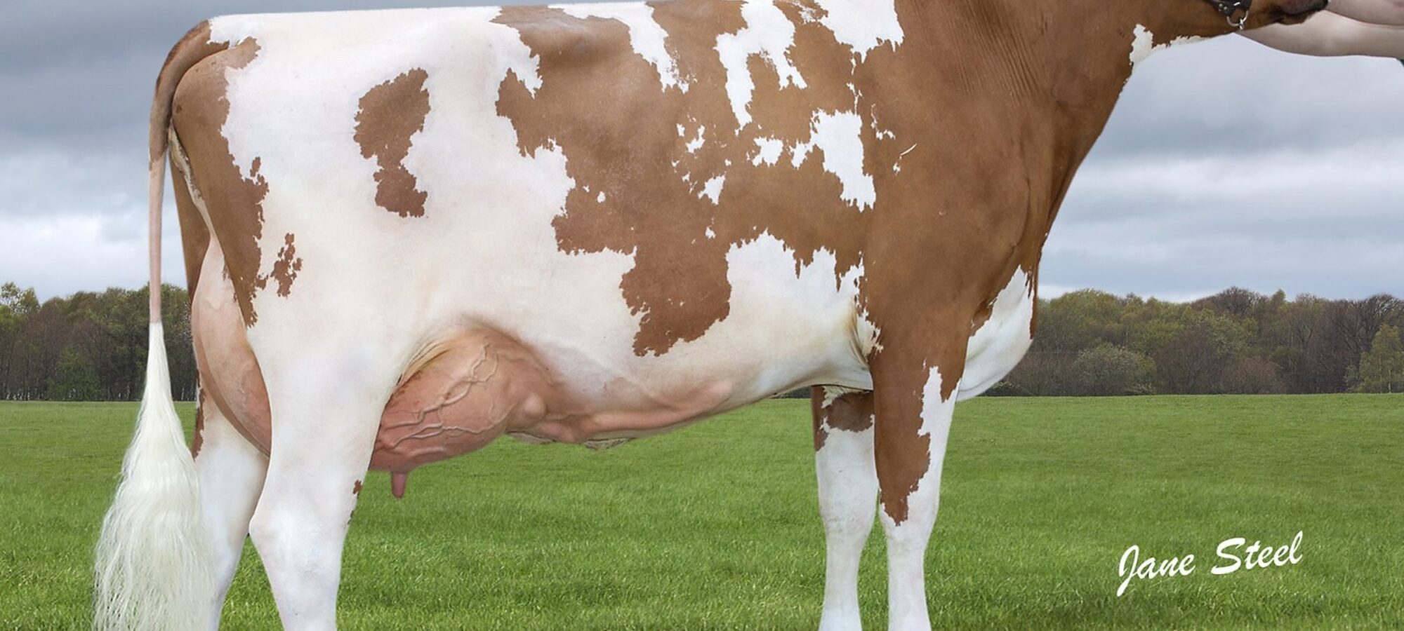 Lot 13 Knowe Favourite Beauty 166 VG89 3yr