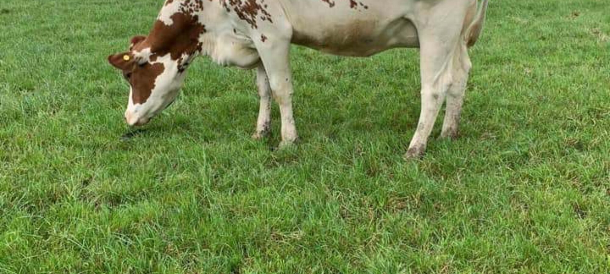 A daughter of Changue Stadium in the Flintstone herd