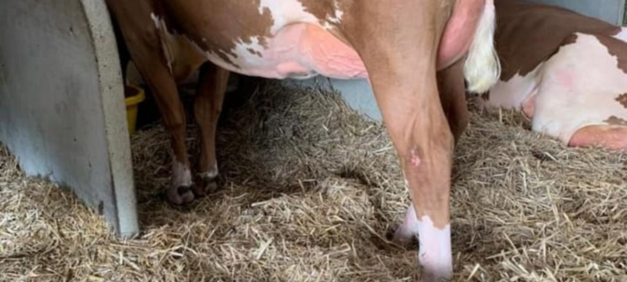 Sired by Cuthill Towers Buster