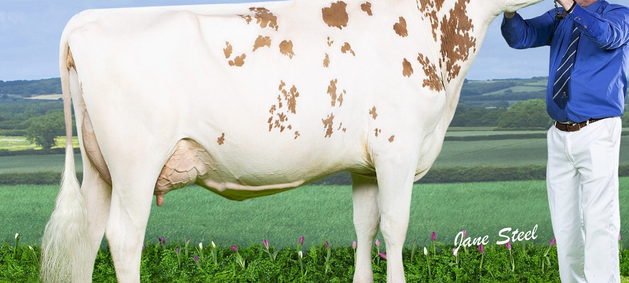 Morwick Peggy 126 who is sired by Pam Ayrs Hawaiian.