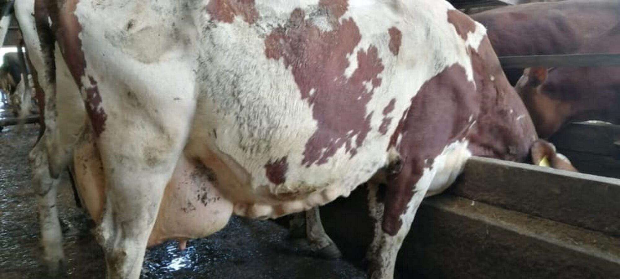 Sired by Hunnington Mandella - Whitecroft Myra 28 EX94 (7E)