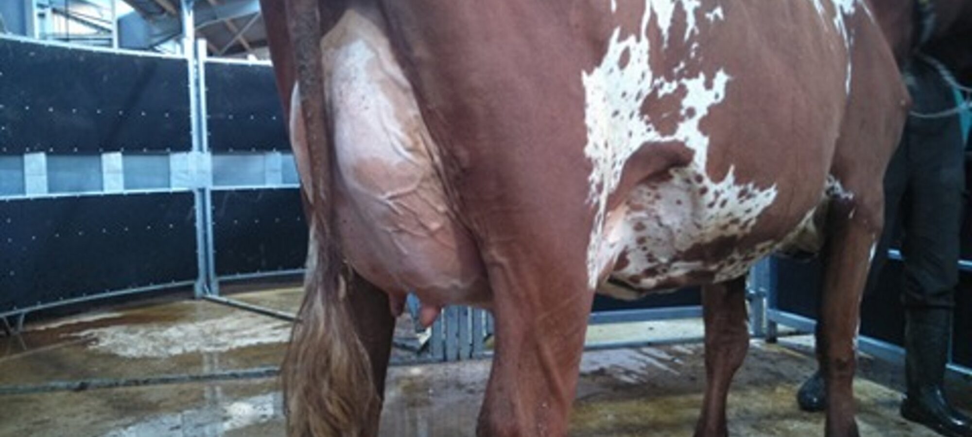 Daughter of Troutbeck Skyfall