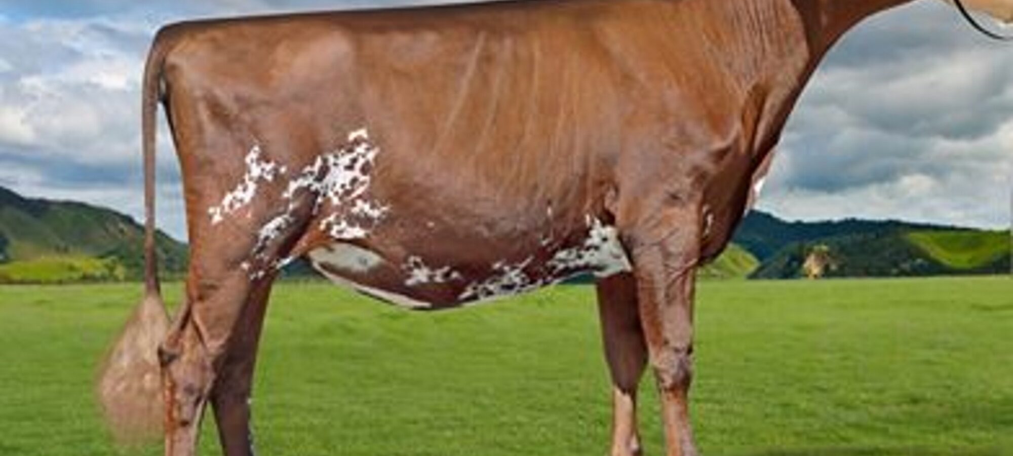 Arran Tri Clo Hetty - sired by Sandyford Triclo