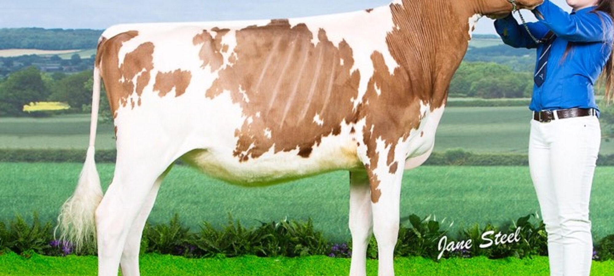 Stardust Supreme Queenie - Sired by Sandyford Supreme