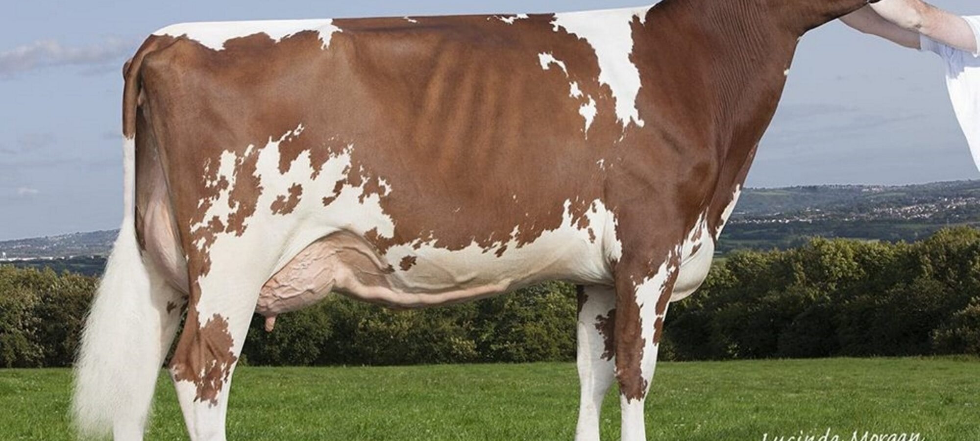 Gwynnog Primetime Sandy Rose VG 85 2 year old