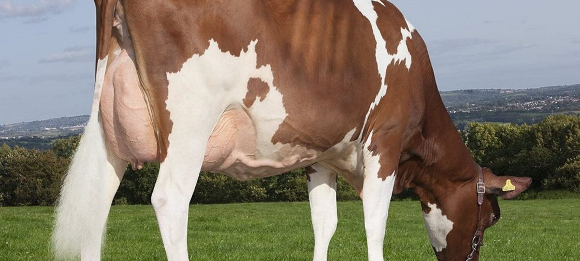 Sandyford Vitality Clover sired by Rosehill Vitality