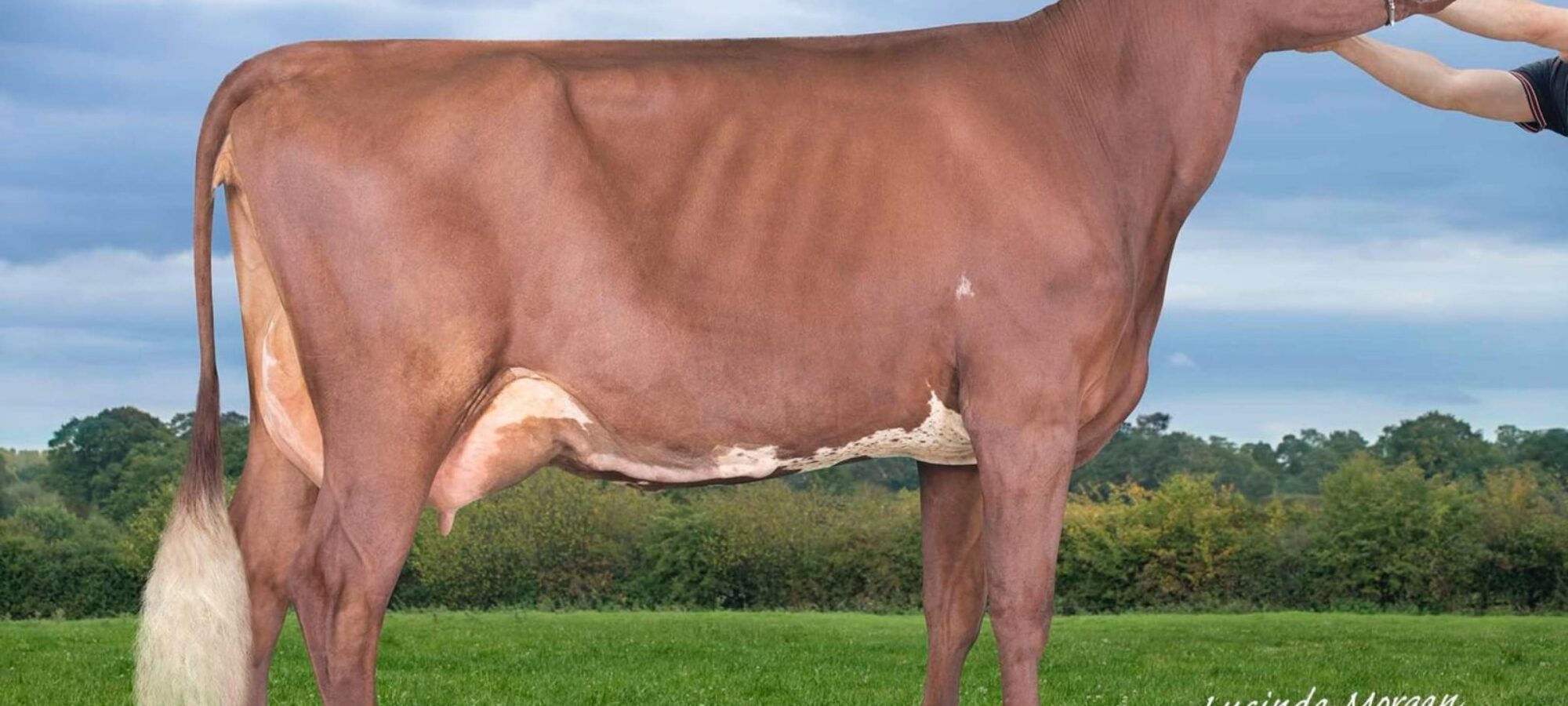 LOT 80 - Rosehill Hawaiian Pamela VG87 - Top Price