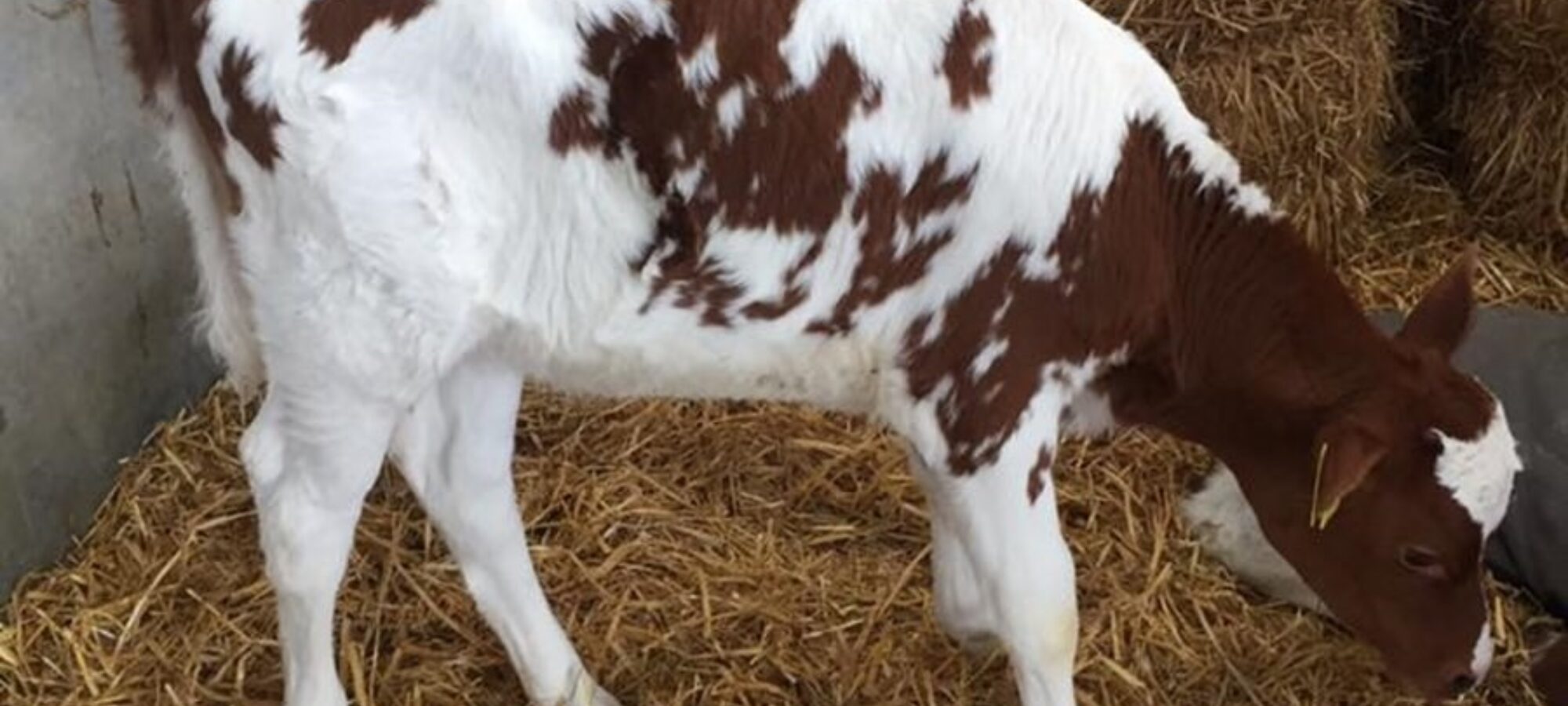 Daughter of Cuthill Towers Buster in the Dudley Wood Herd