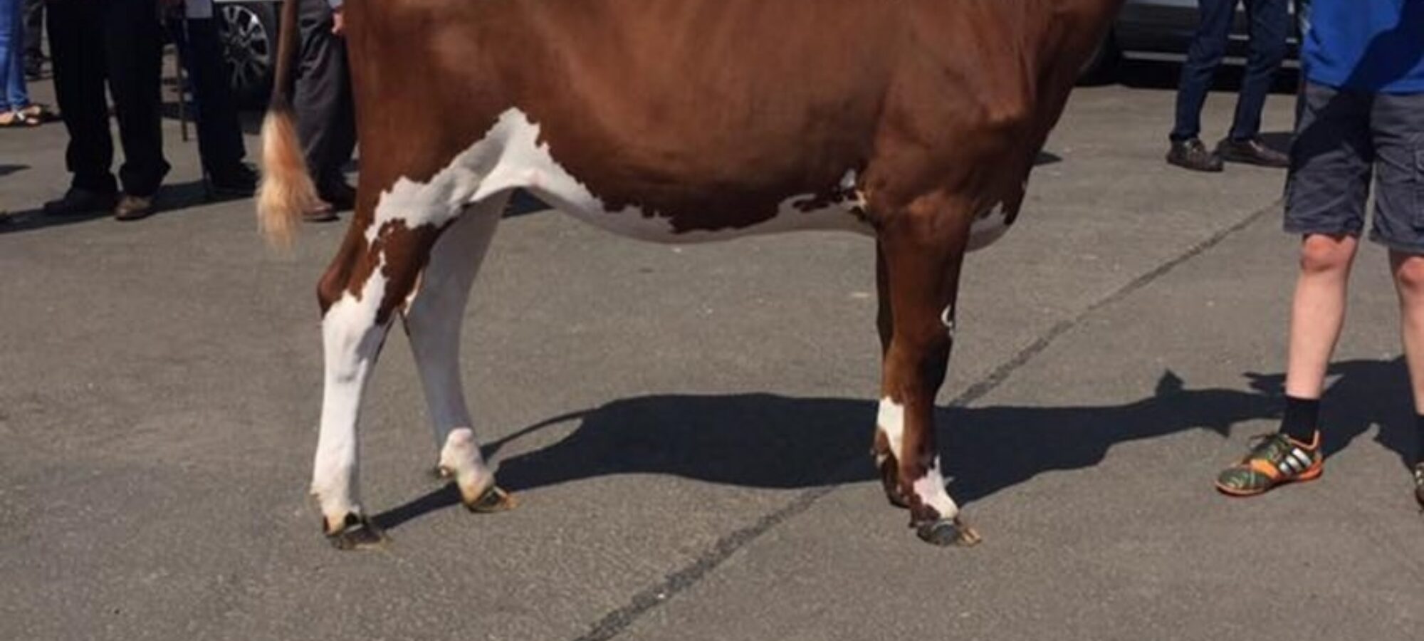 Swaites Dilly 12 the top seller at the Ayrshire Conference Sale 2019. Dilly 12 is sired by Ravenhill Victory
