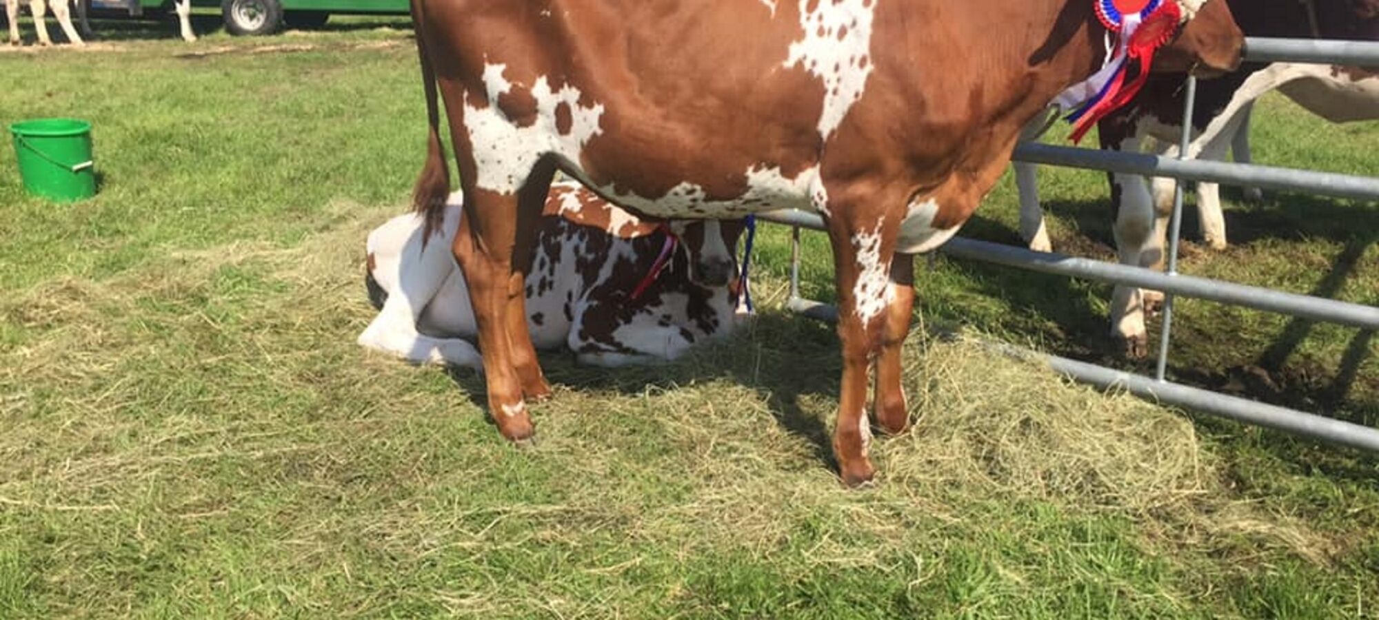 A show winning daughter of Beeline Santa Rock in the East Drumlemble Herd