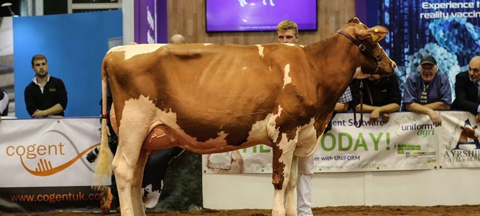 Allstar Triclo Joybell - sired by Sandyford Triclo
