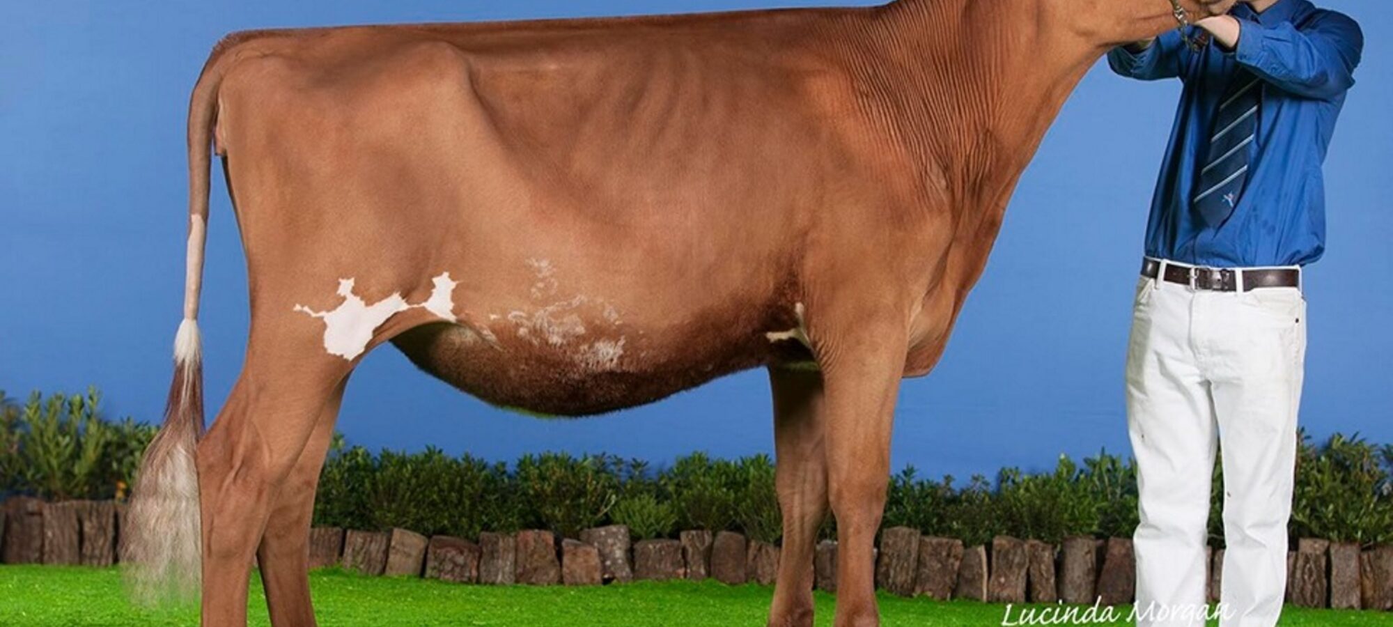Sandyford Famed Clover - Sired by Hunnington Famous