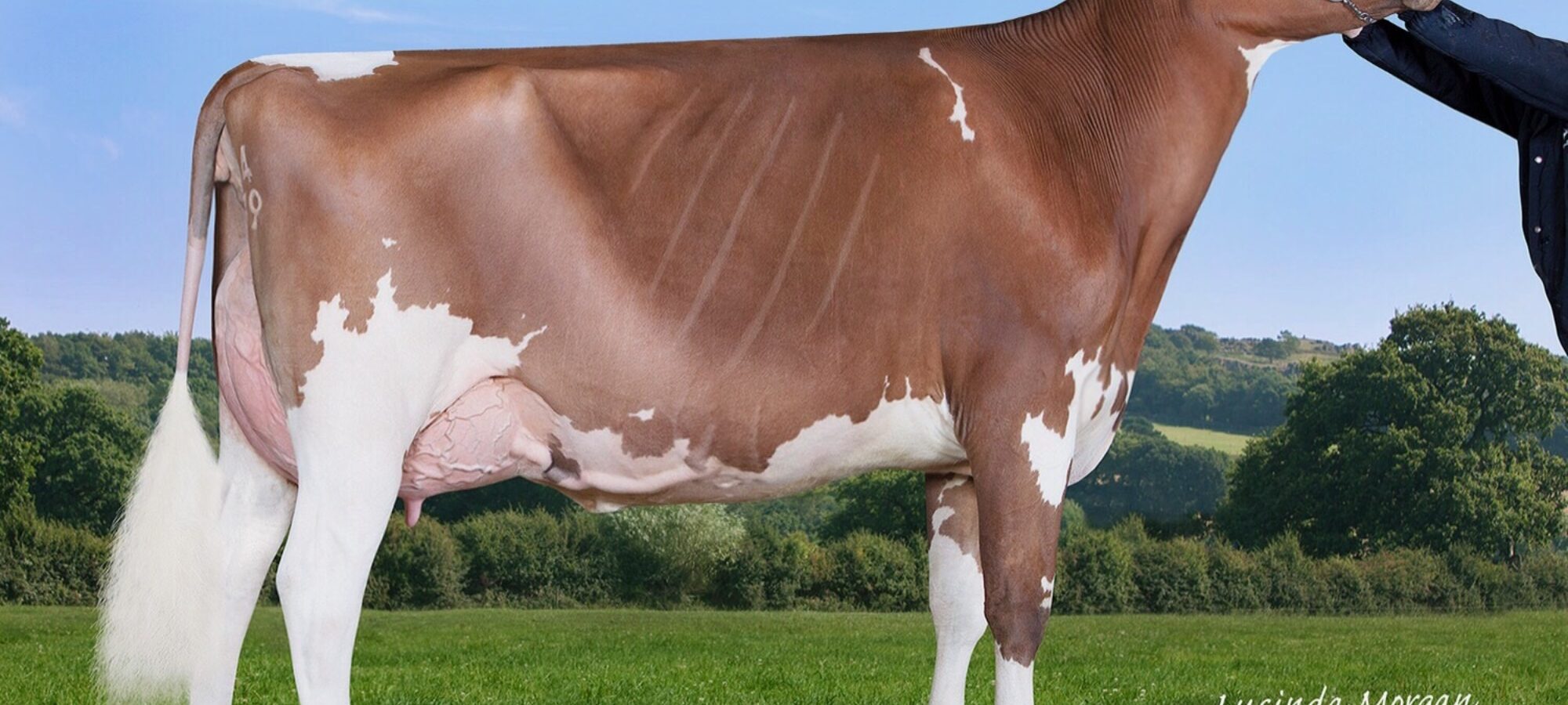 Allstar Provider Honesty, winner of the 2yr Olds in the World Photographic Competition