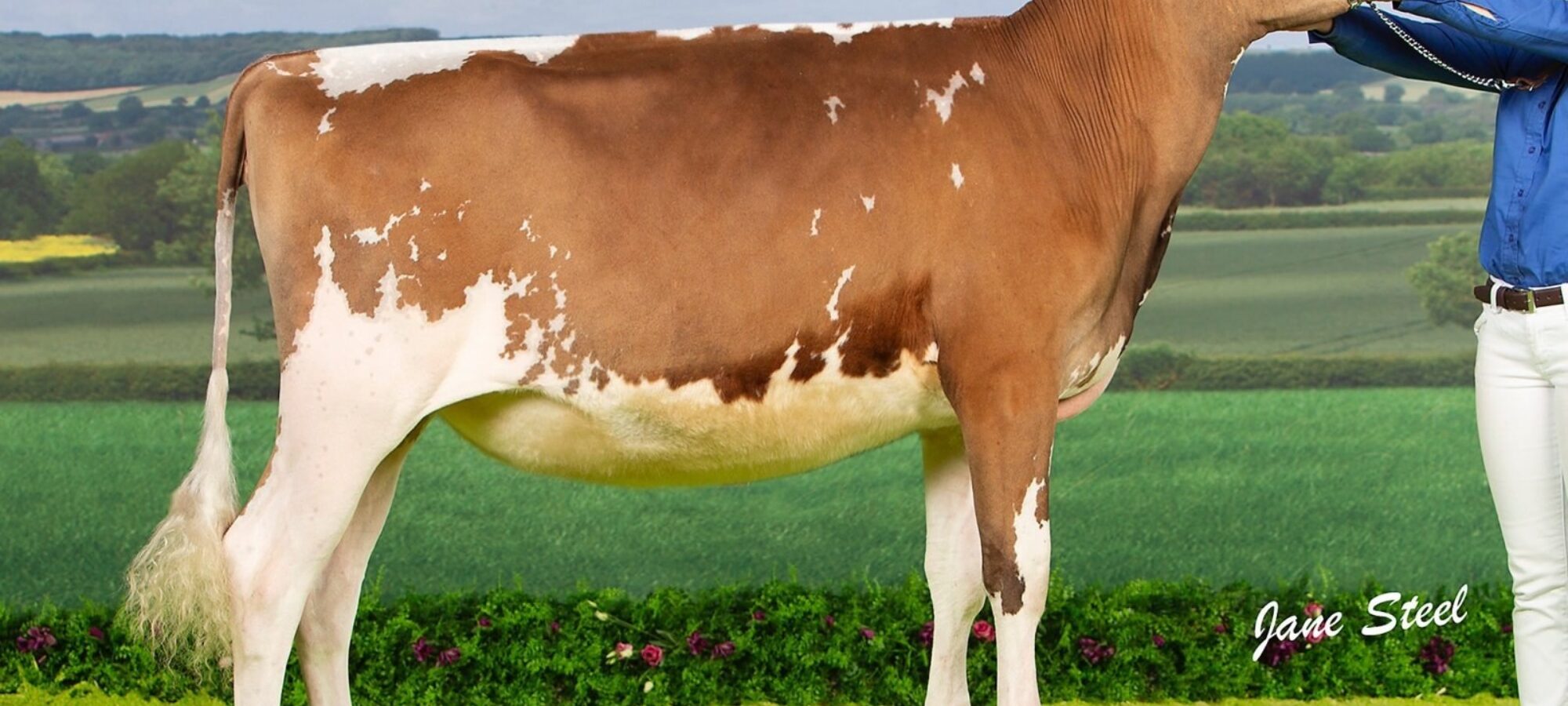 Allstar Supreme Joybell 2 - Sired by Sandyford Supreme