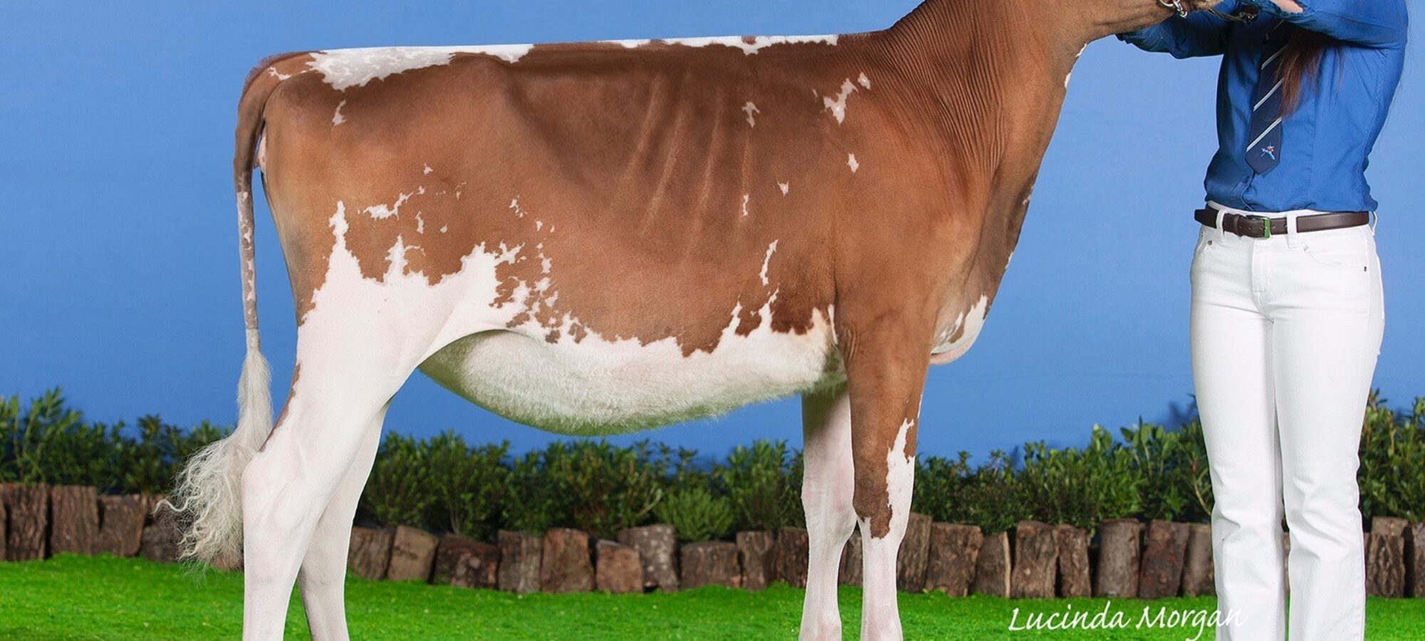 Champion, Allstar Supreme Joybell 2 (Sandyford Supreme) - Owned by Evie Tomlinson