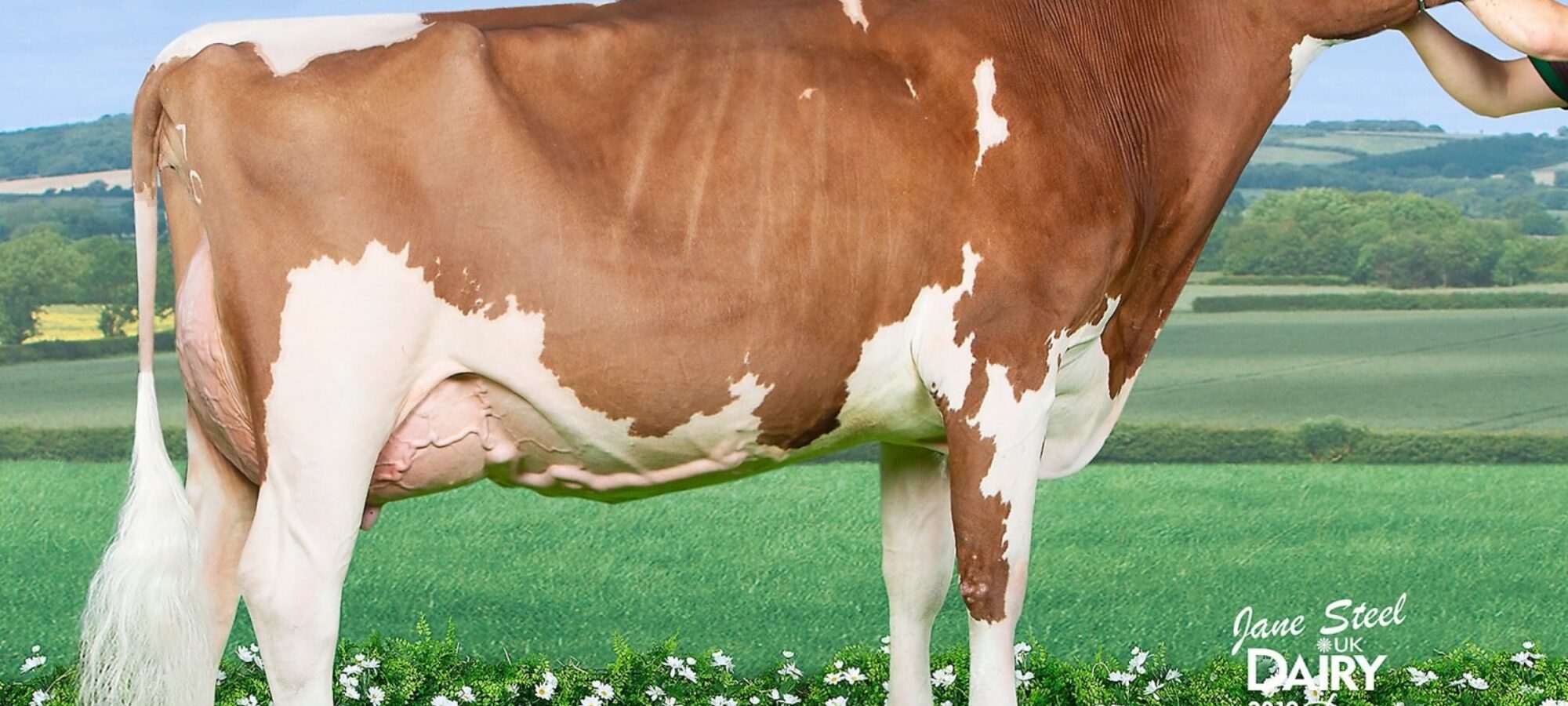 Champion D13 Allstar Triclo Joybell owned by Evie Tomlinson & E T Tomlinson