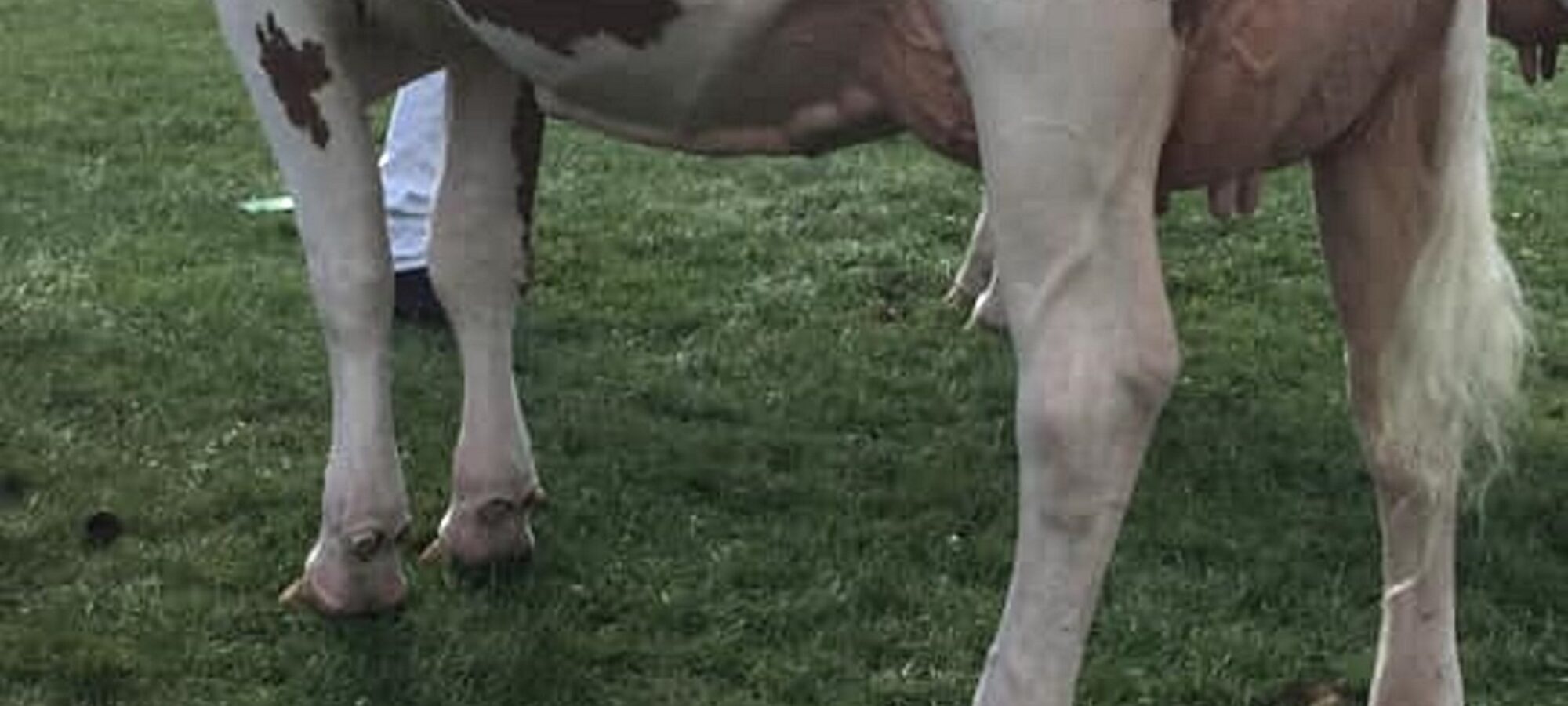 Allstar Triclo Joybell - Interbreed Heifer Champion at the Royal welsh Show 2019
