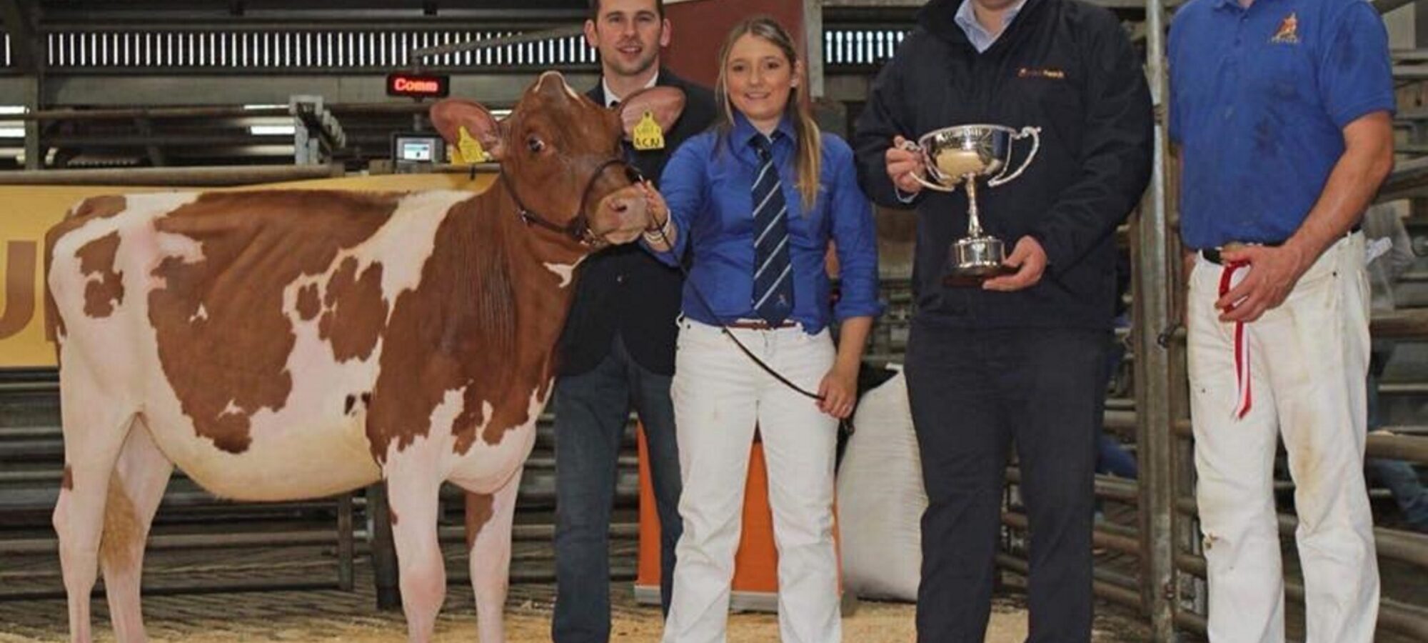 Ardmore Napier Ella 2 pictured after being Champion Calf at the Ulster Club Calf Show