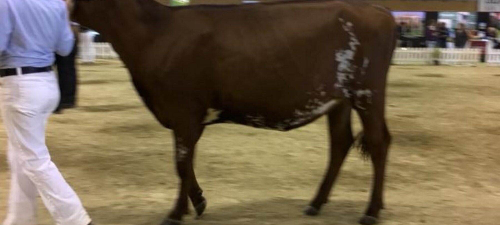 Arran Tri Cloe Hetty - sired by Sandyford Triclo