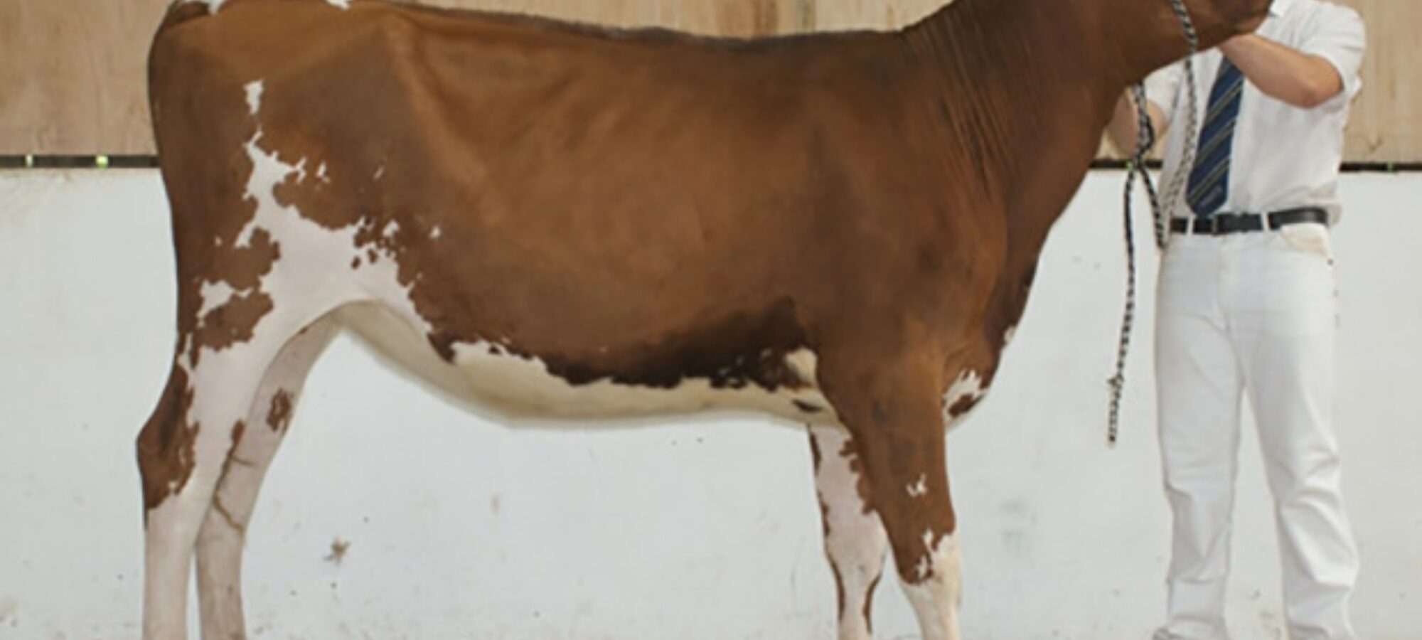 Champion Calf