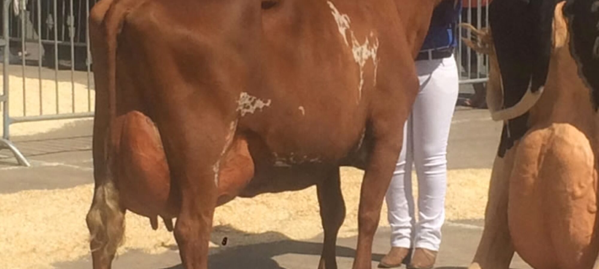 Heydale Serengeti EX 90
