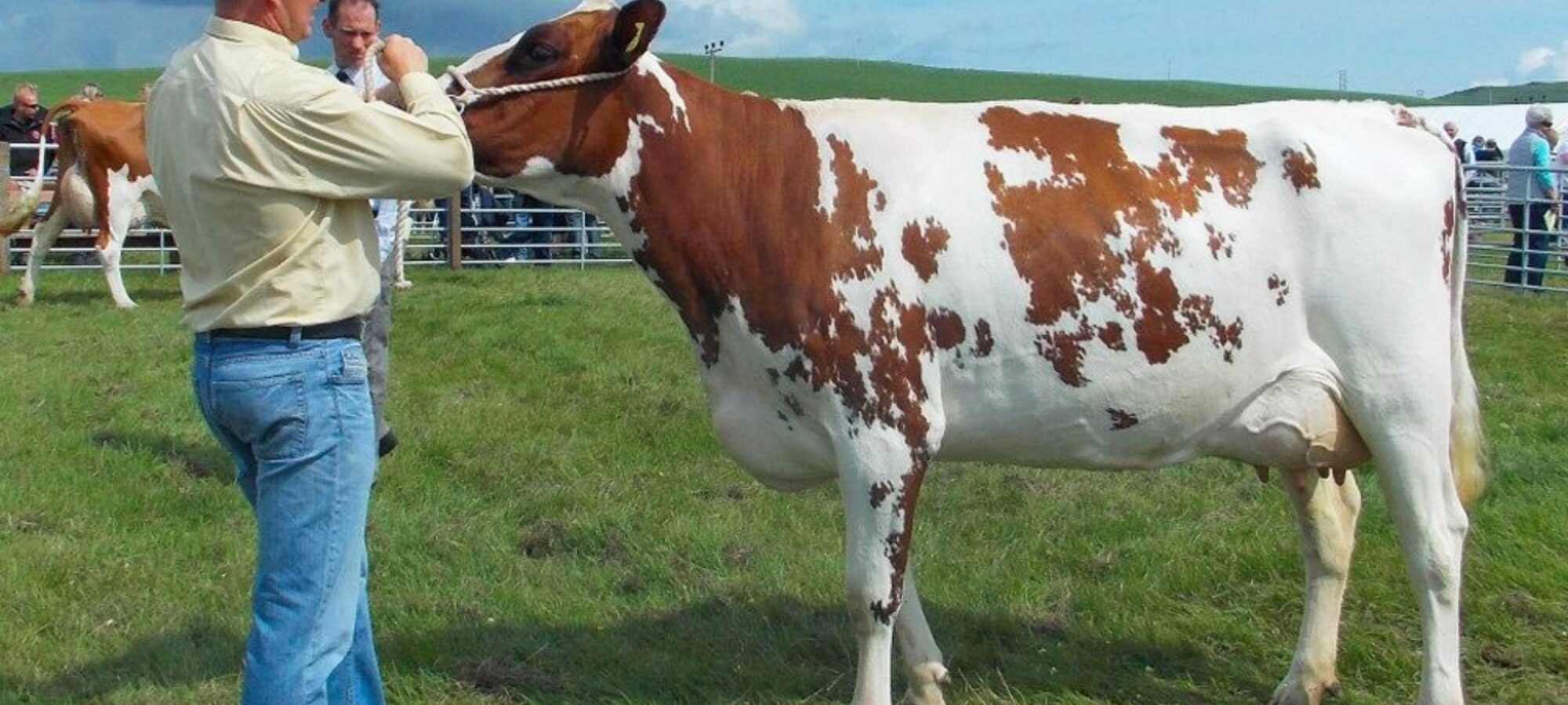 Archie Millar with one of his fantastic Ballygreggan Ayrshires