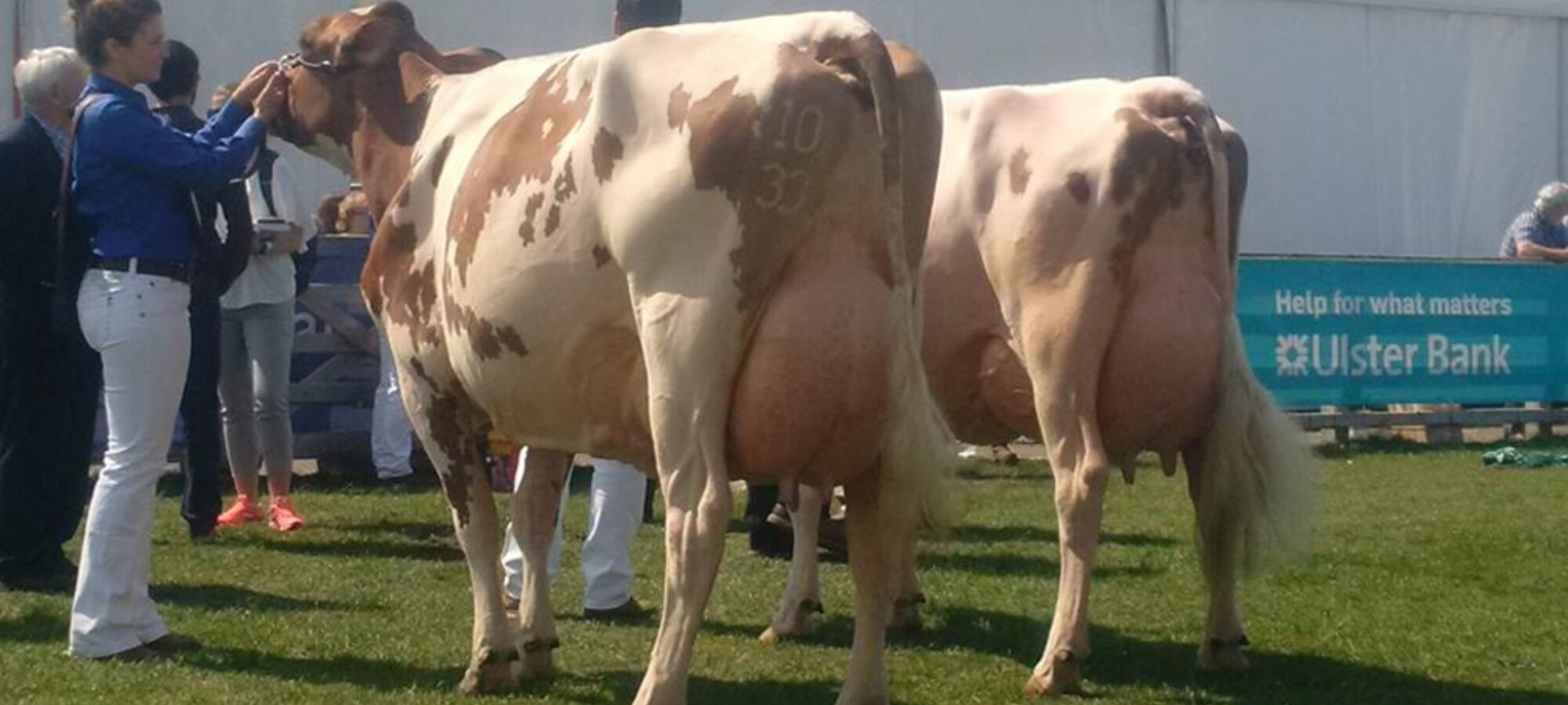 Breed Champion At This Year's Balmoral Show - Marleycote Sea Lily 14 EX 94 (2)