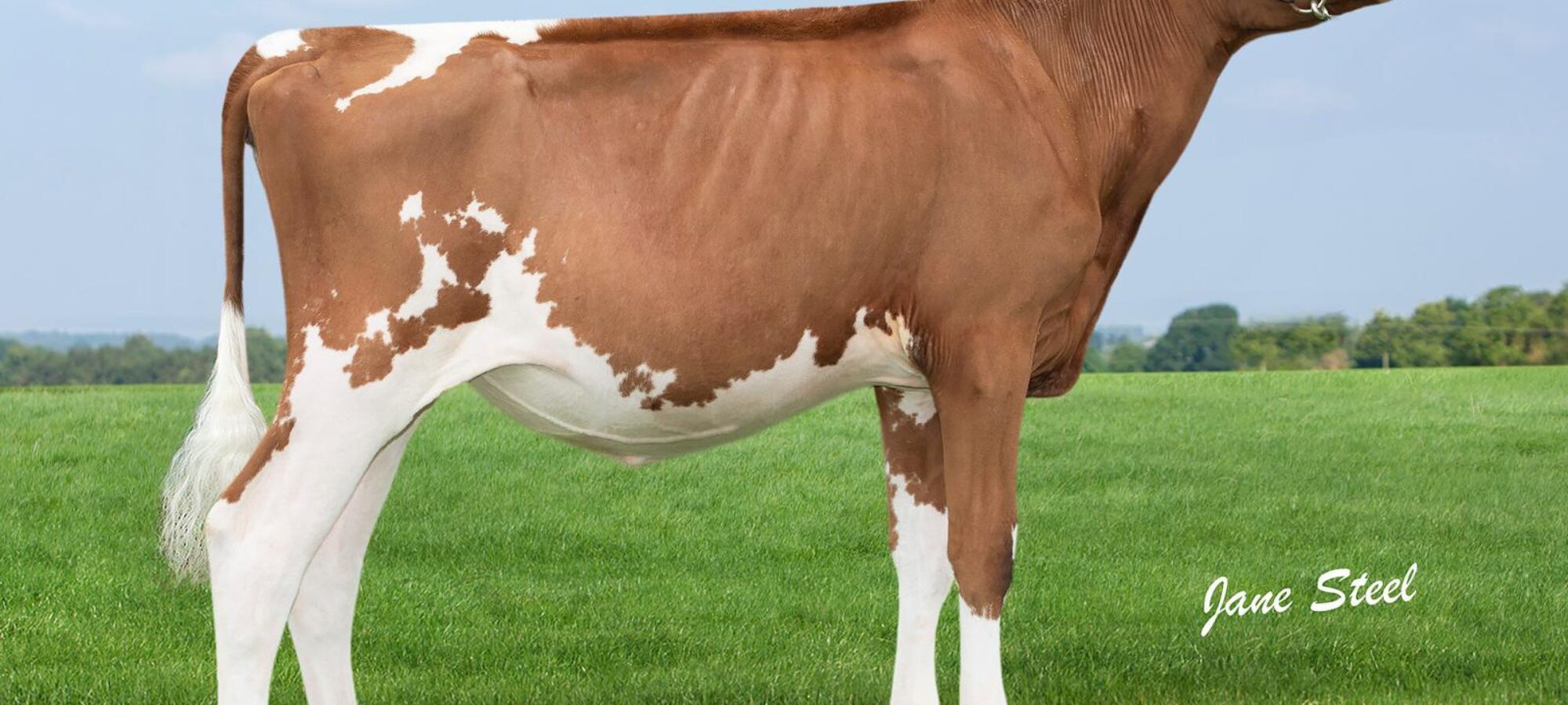 Beechmount Punch 16 who is sired by Beeline Ladys man.