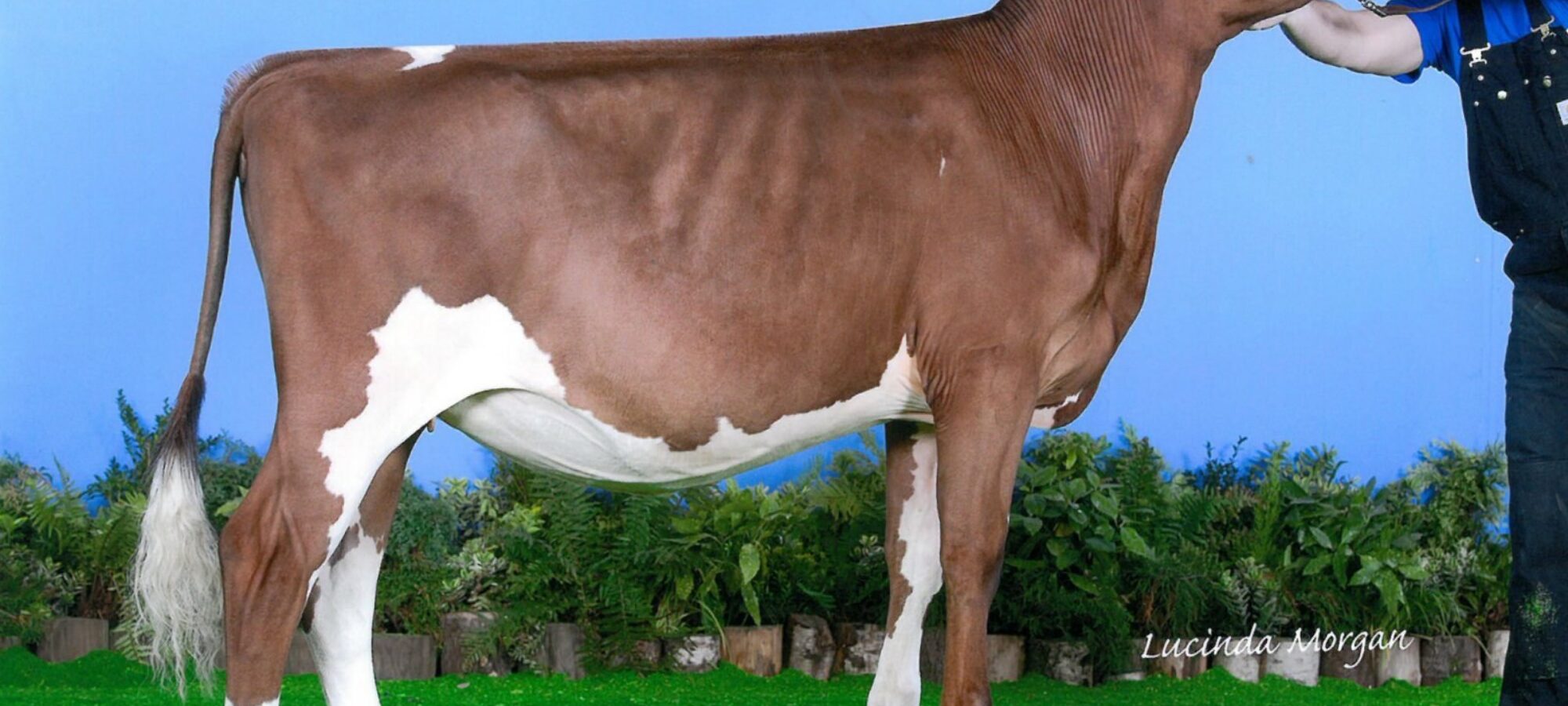 Daughter of Troutbeck Skyfall - Bigginvale Judy 19