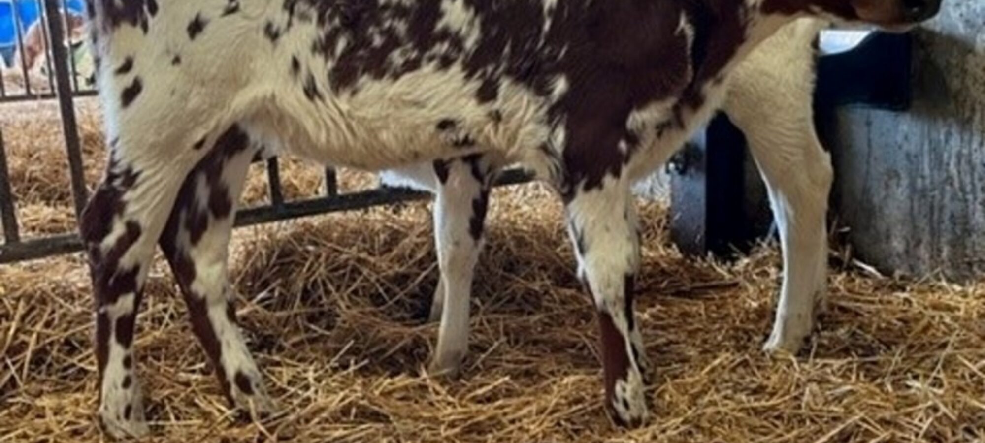 Daughter of Beechmount Magic Mike at Bigginvale.