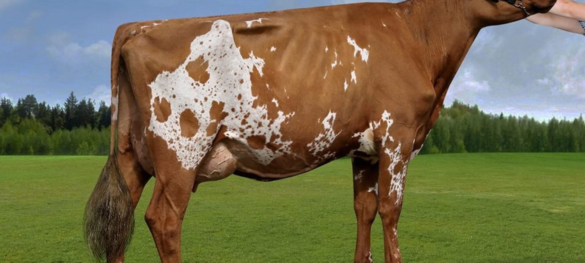 Boldview Starbuck Macchiato - Sired by Rosehill Real Mccoy