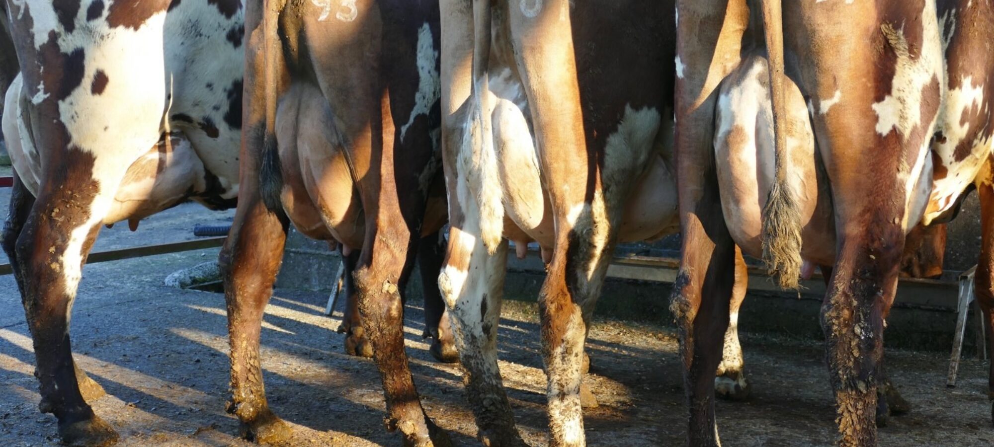 The four cows photographed are lot 36, lot 60, lot 14 & lot 6