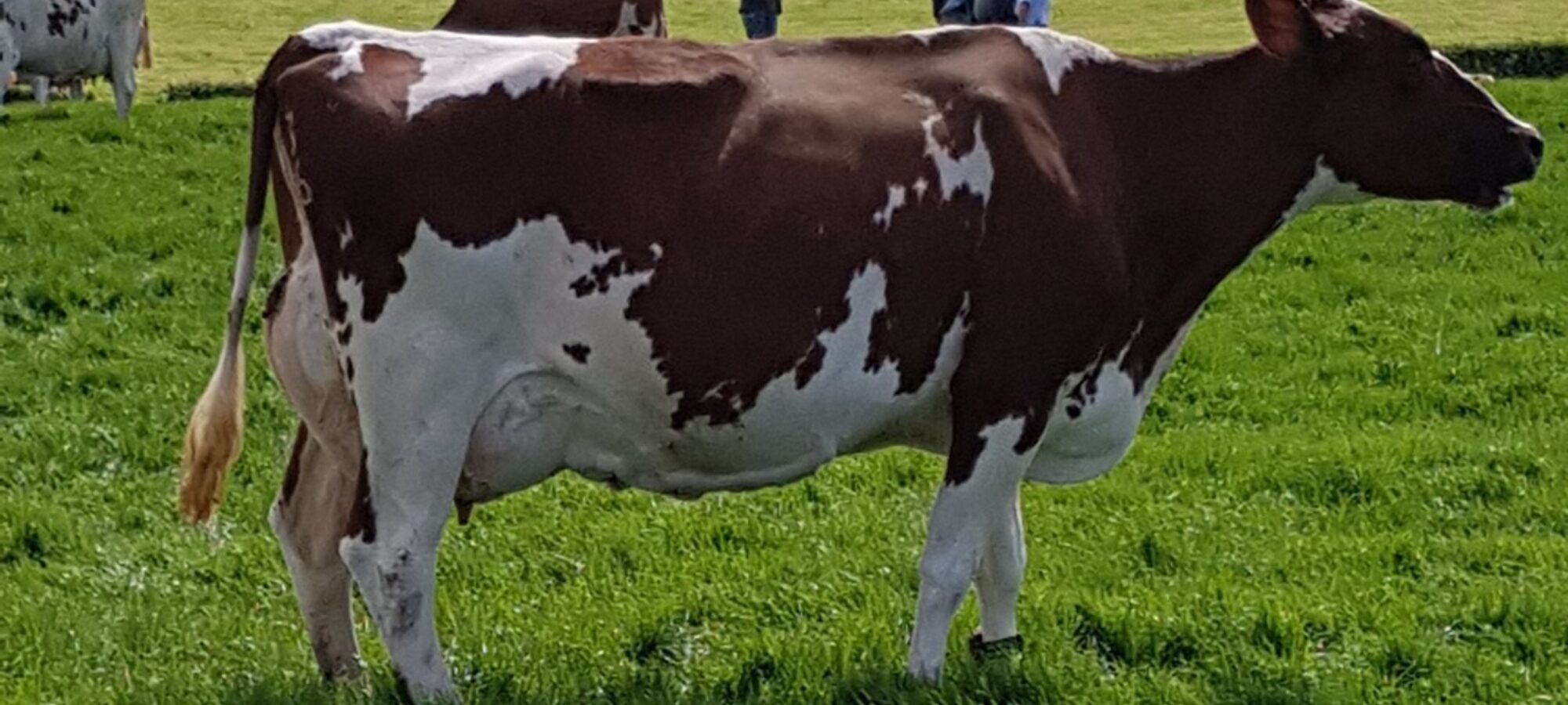 Just one of the options for a flush from Brieryside Ayrshires