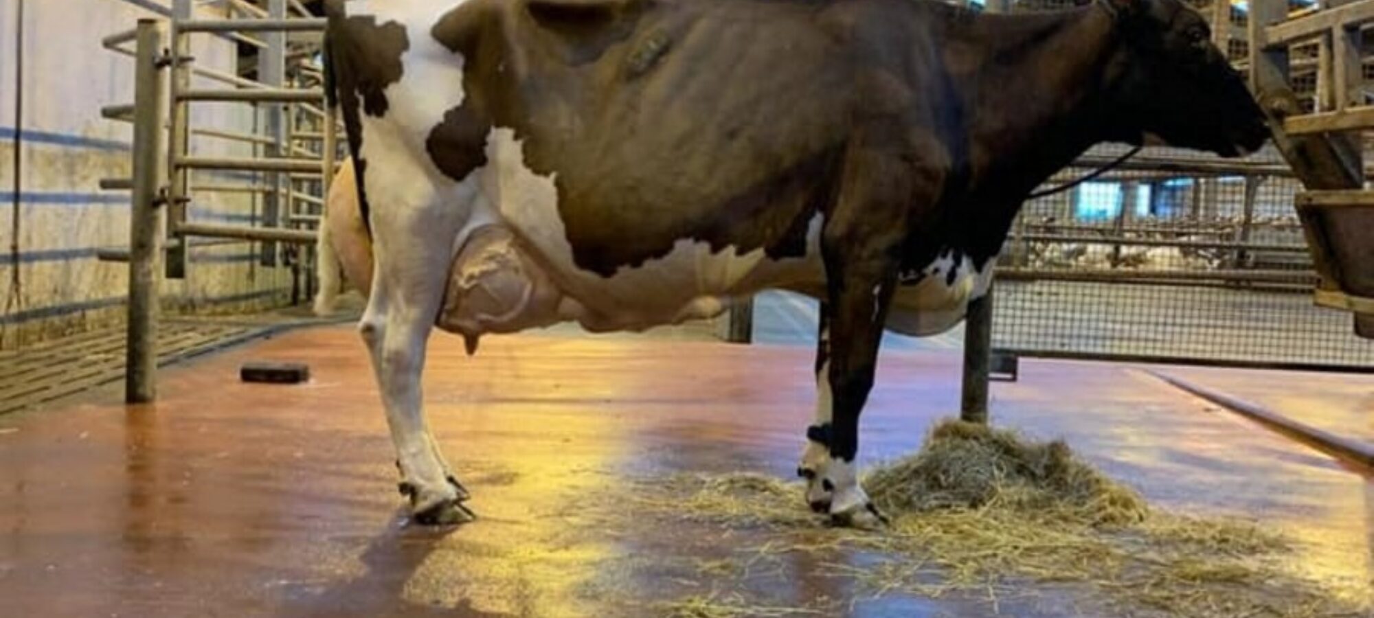 Brieryside Oblique Cherry EX94 the dam of Brieryside Hail