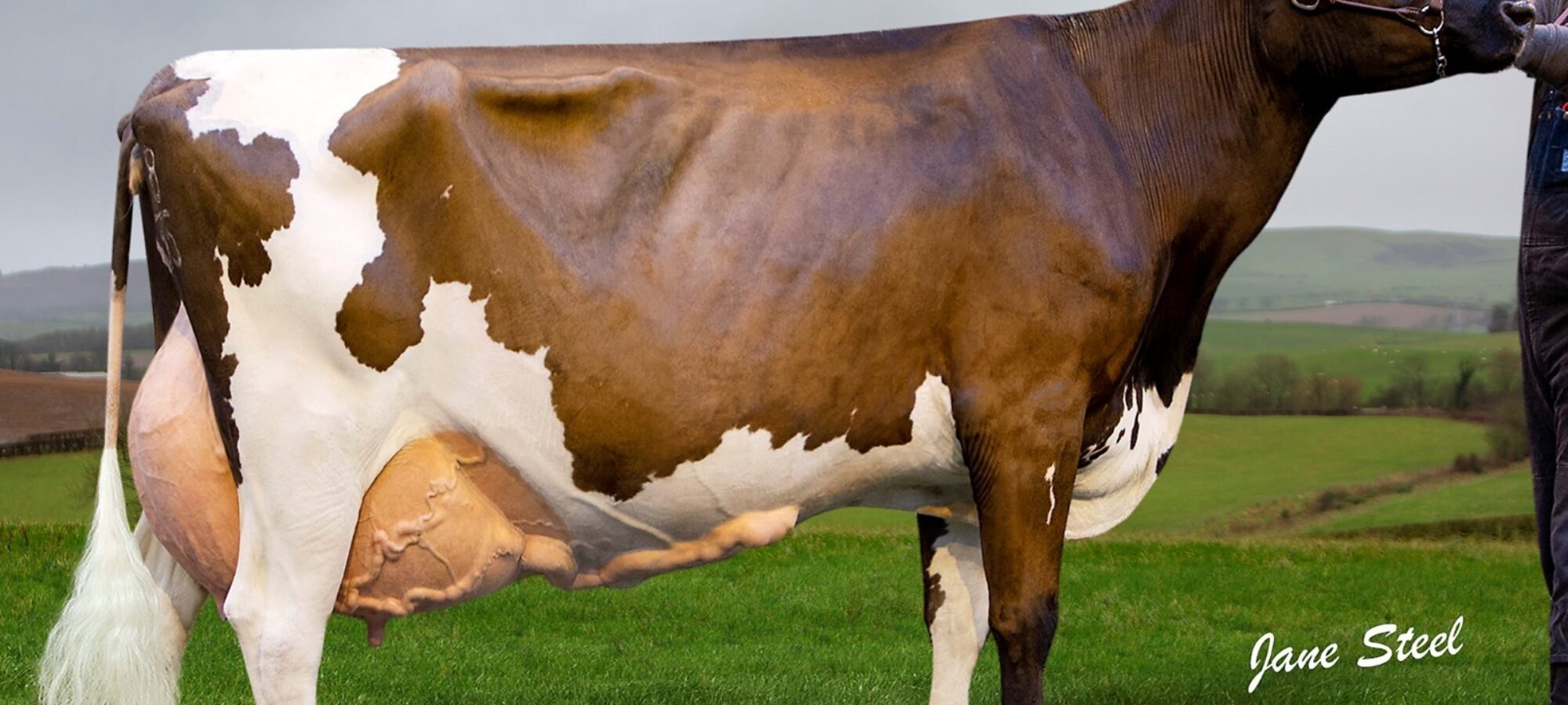 Brieryside Oblique Cherry EX94 the dam of Brieryside Hail