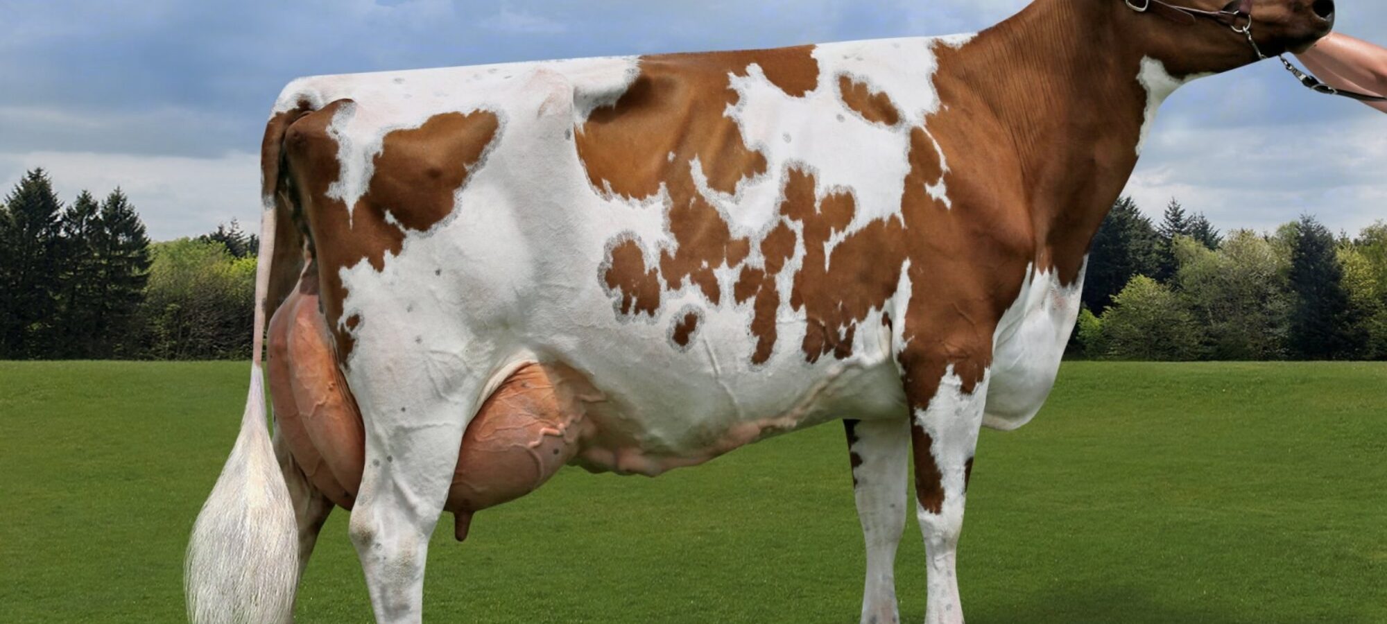 Brookview Napes Huron - sired by Ardmore Crown Napier