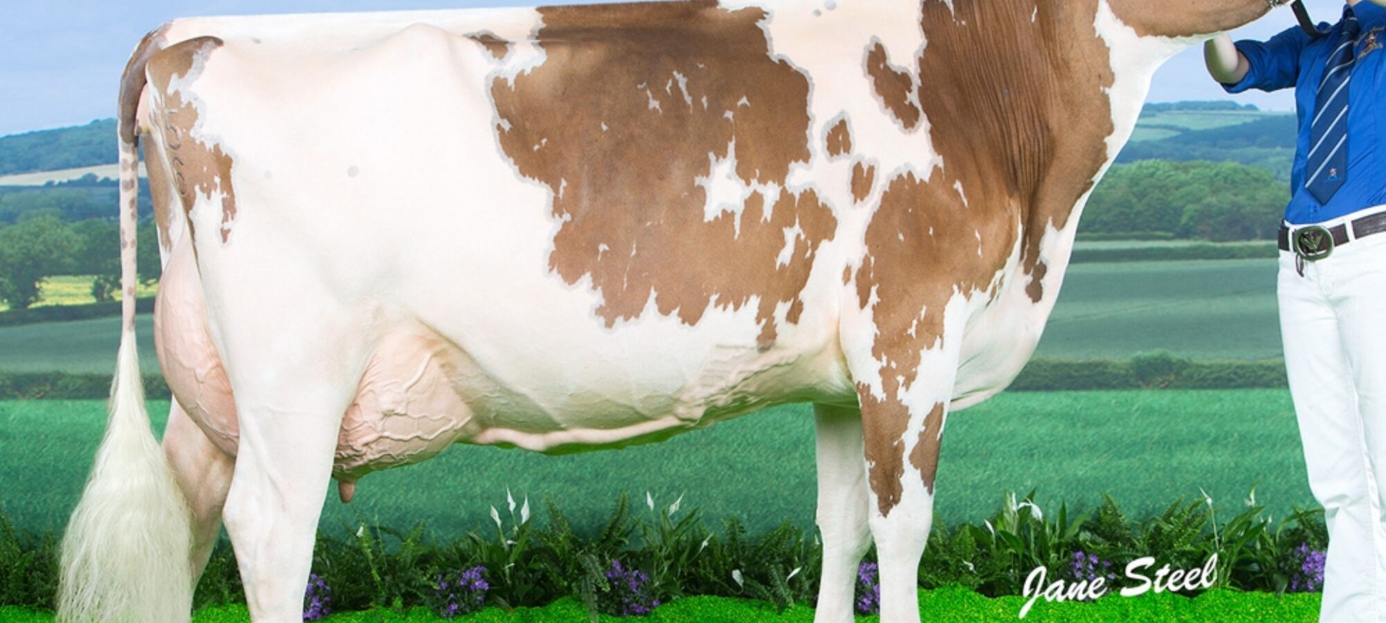 Ayrshire Champion - Beeline Swiss Florence VG 87 (Brieryside Lucky Swiss) - S N Bailey & Partners