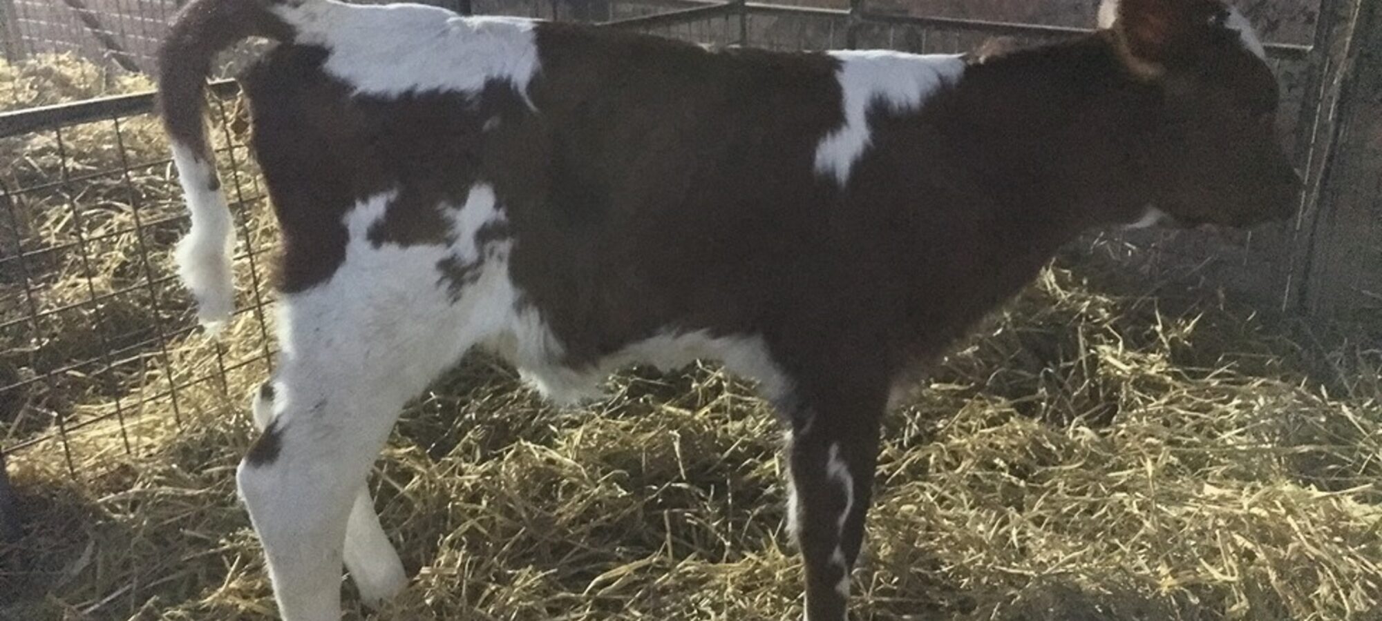 One of the first Panell calves to be born is this super calf at Butterbesley Ayrshire's
