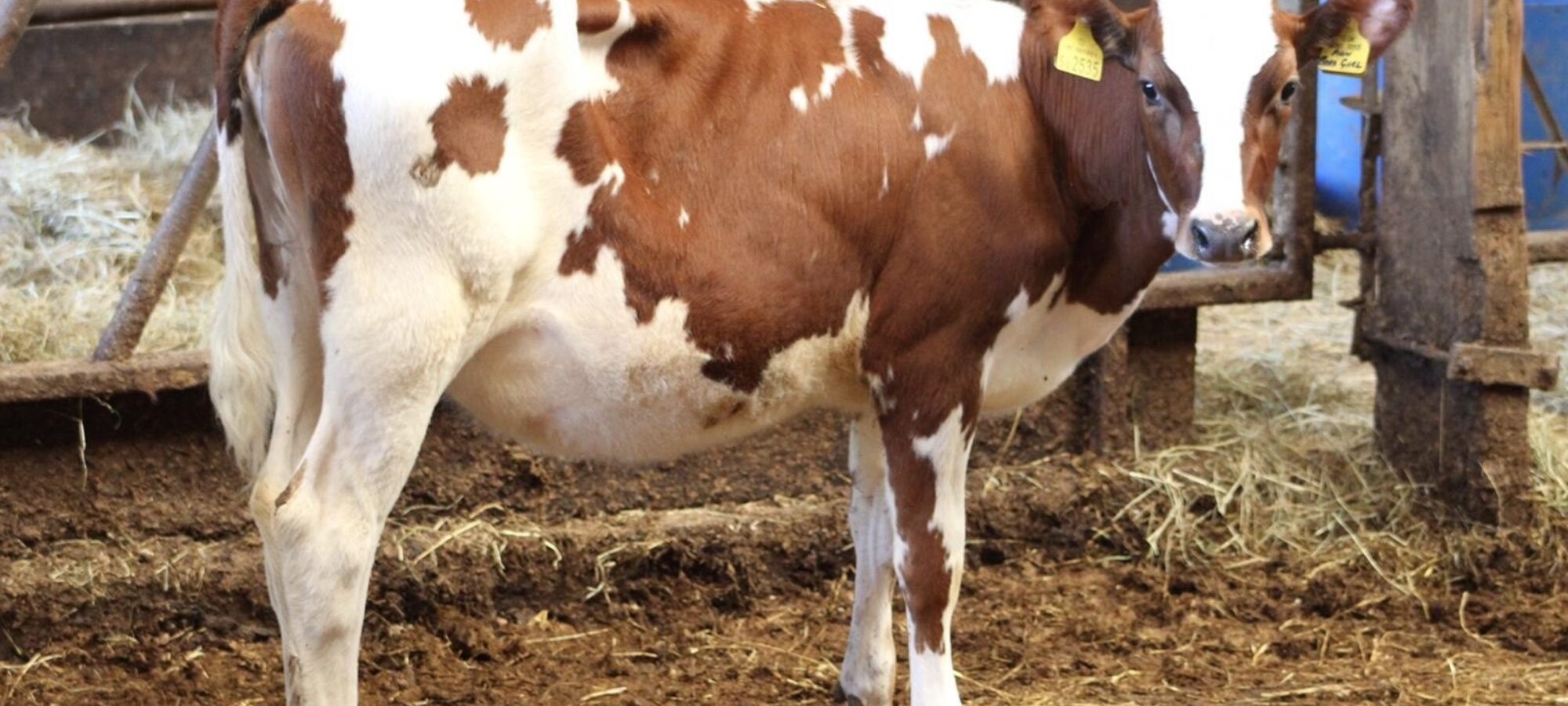 A Whitecroft Panell Daughter
