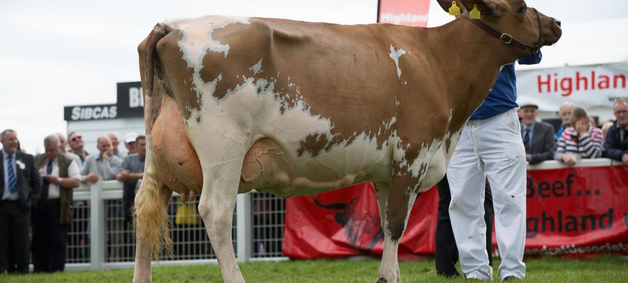 Ayrshire Champion - Sanderson George Evergreen 310 EX 92 - D & C Sanderson