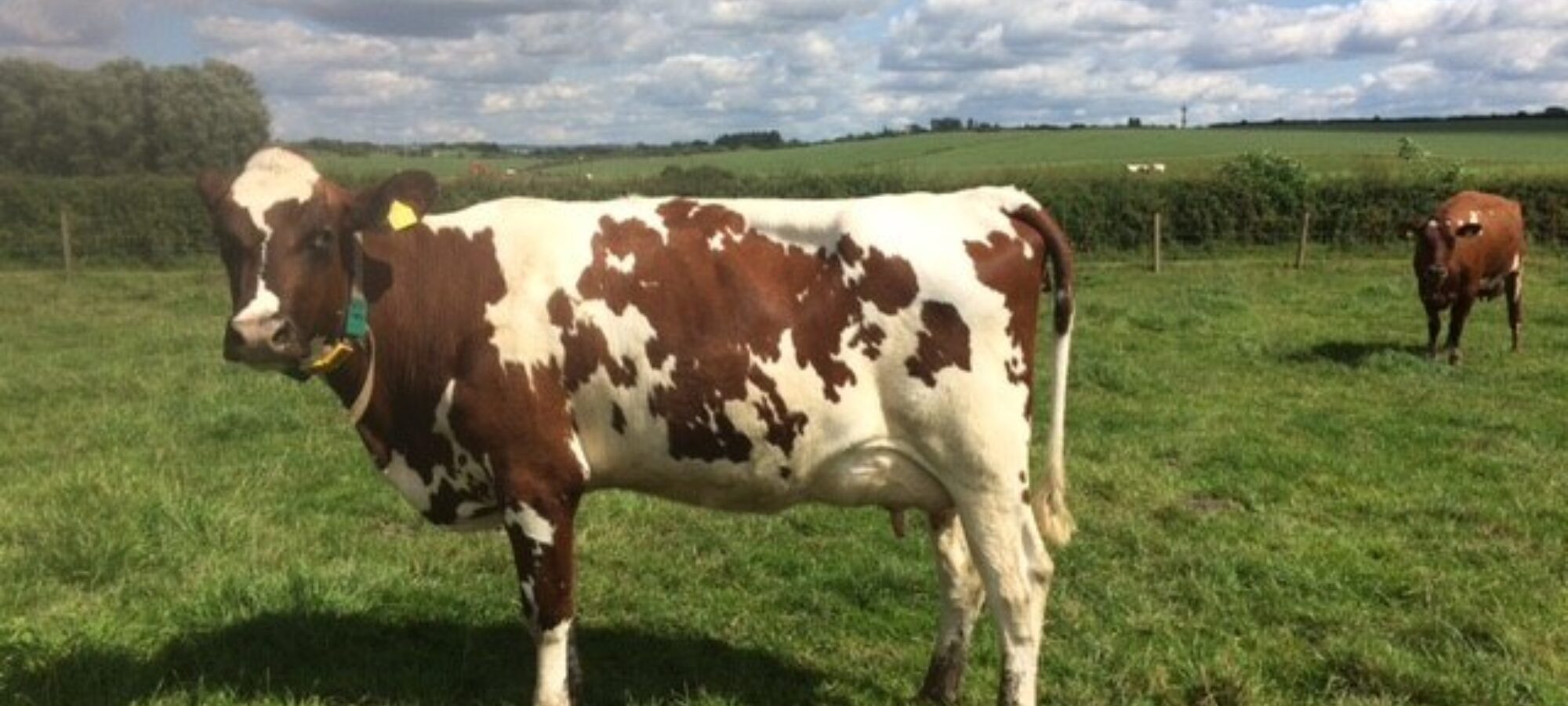 Daughter Of Caldervale Realisation